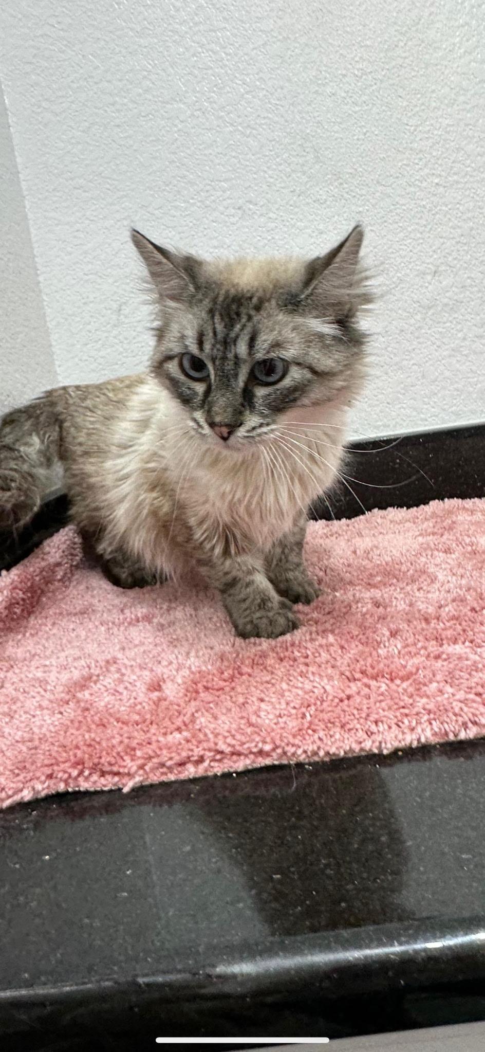 Gaia, adopted, Adult Female Siberian.