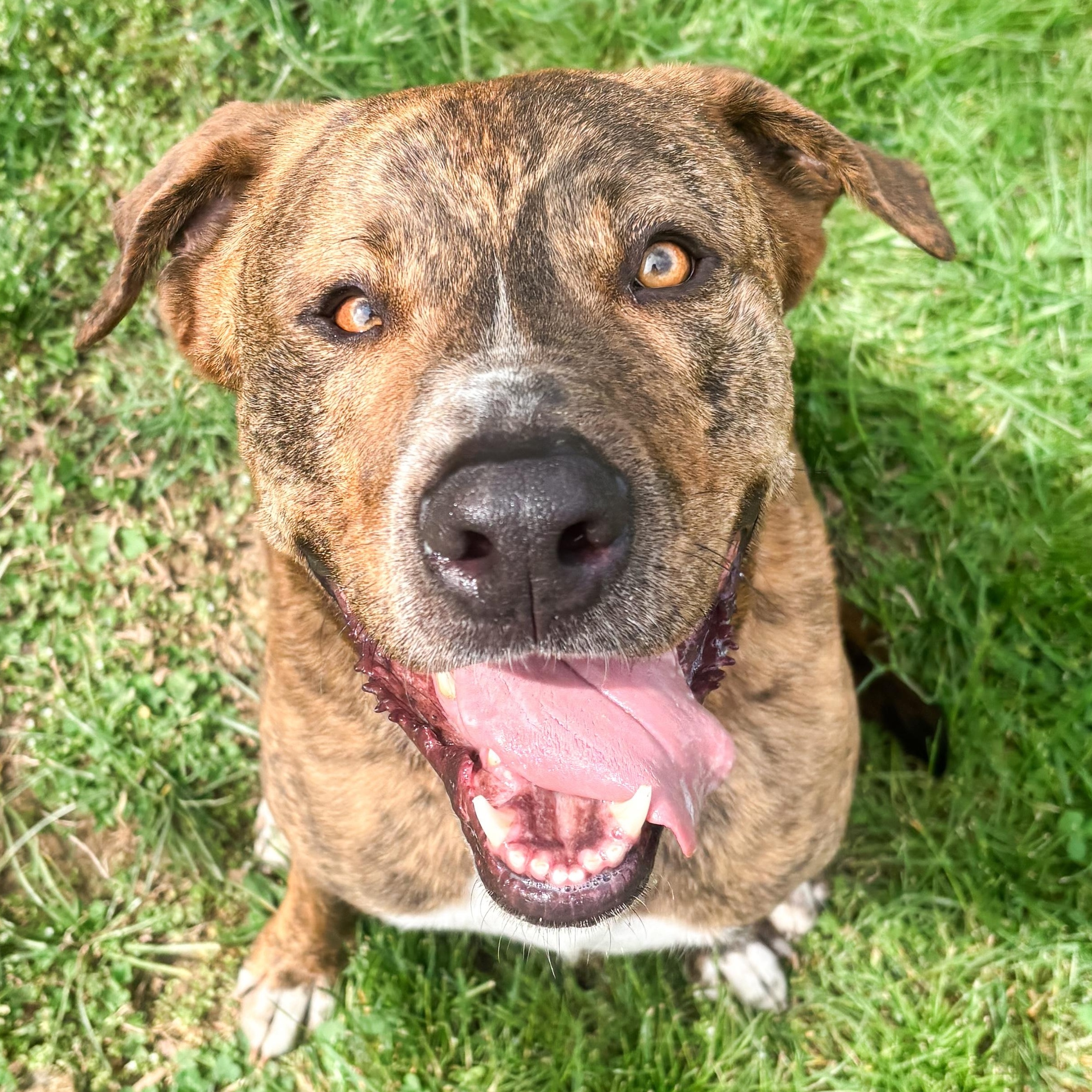 Enlarge Kevin, a Adoptable mixed breed in Morgantown, WV image 2/6