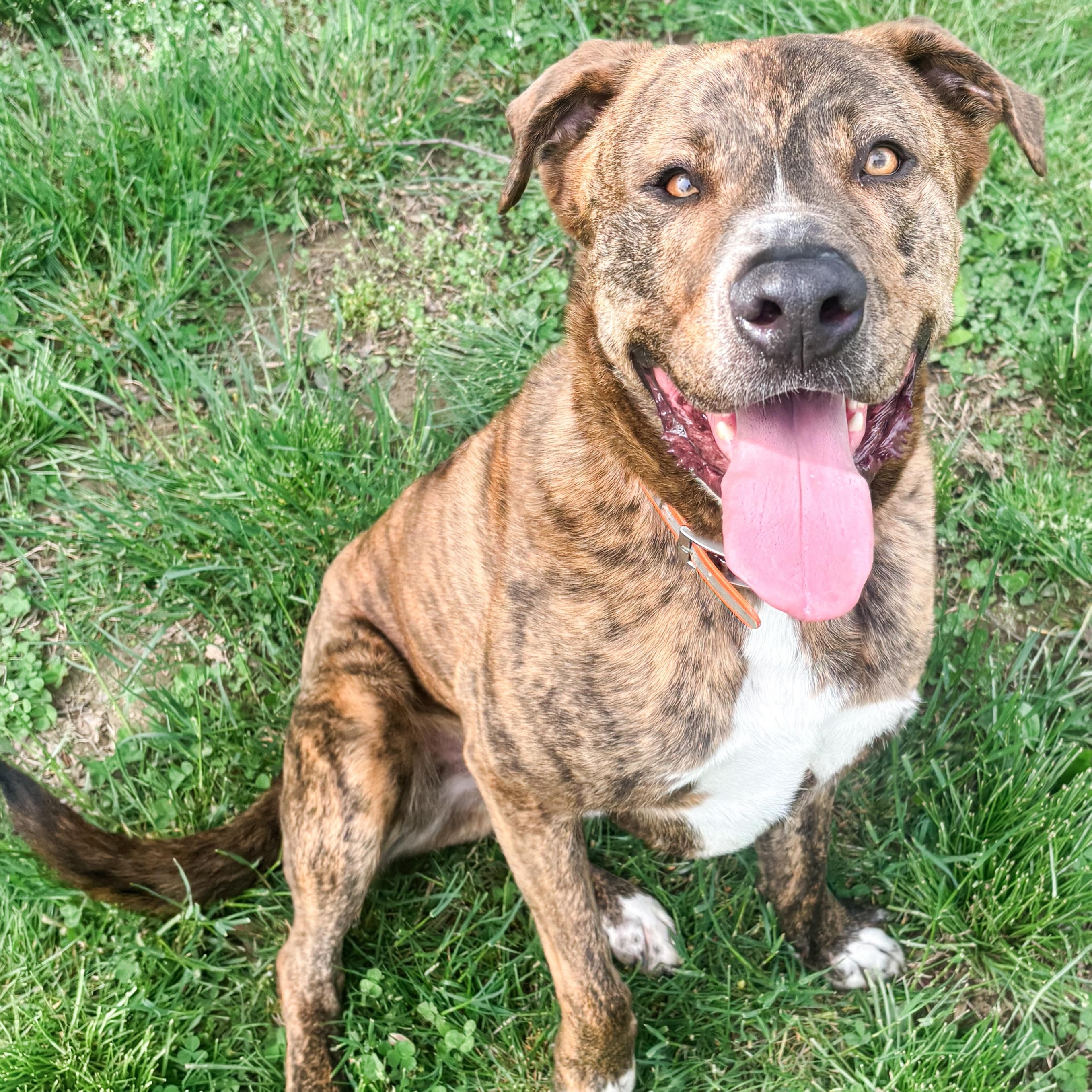 Enlarge Kevin, a Adoptable mixed breed in Morgantown, WV image 5/6