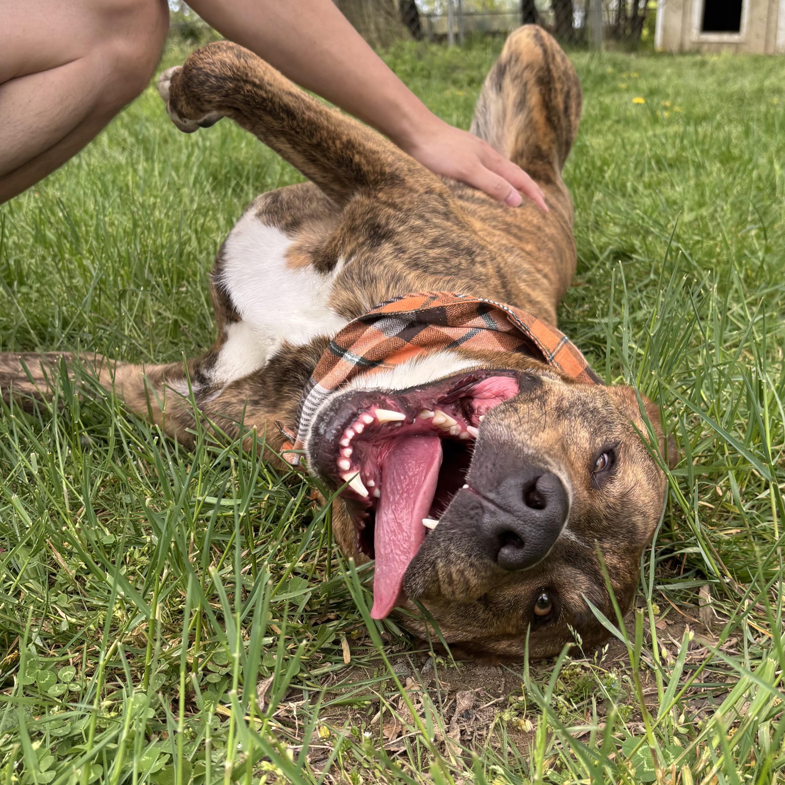 Enlarge Kevin, a Adoptable mixed breed in Morgantown, WV image 1/6