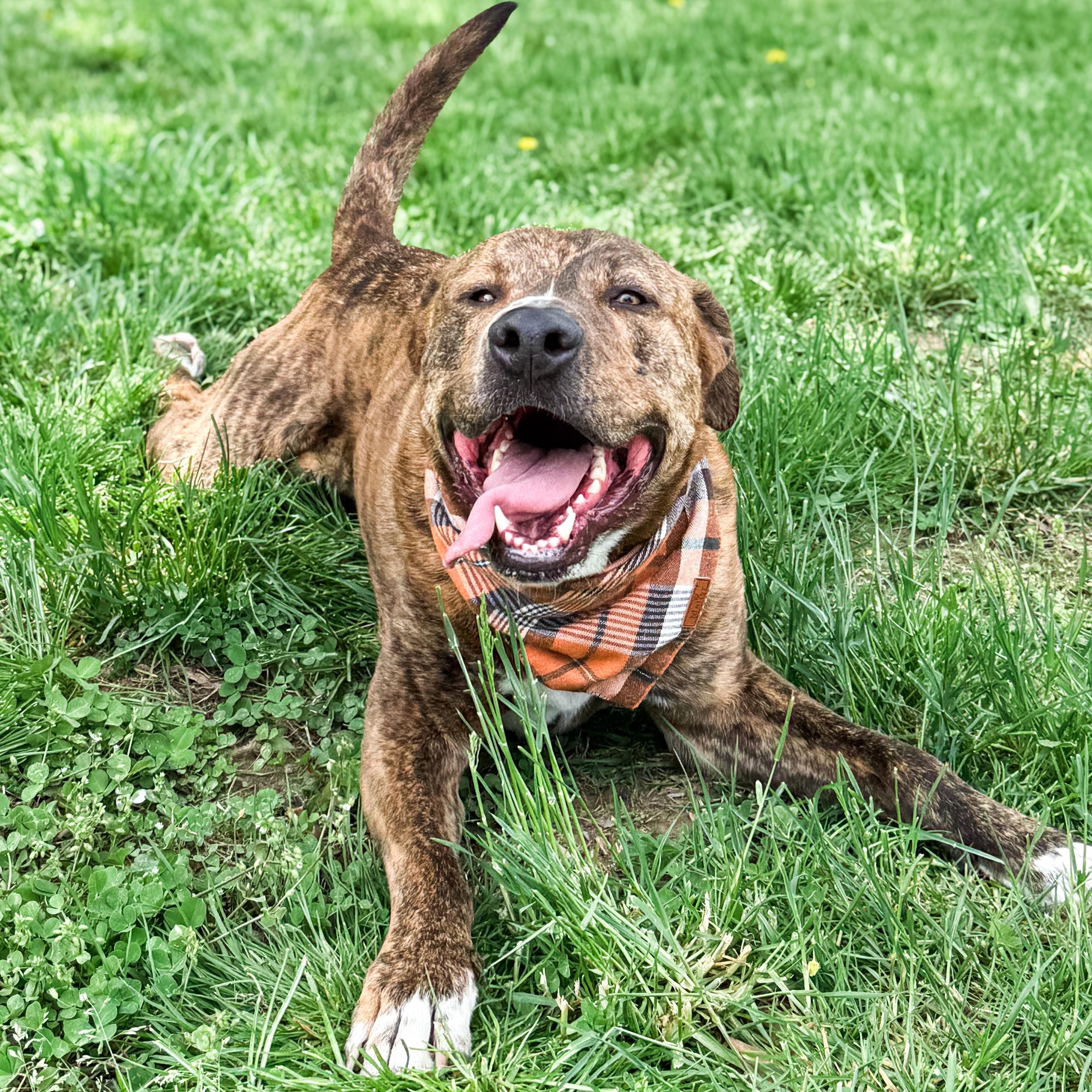 Enlarge Kevin, a Adoptable mixed breed in Morgantown, WV image 4/6