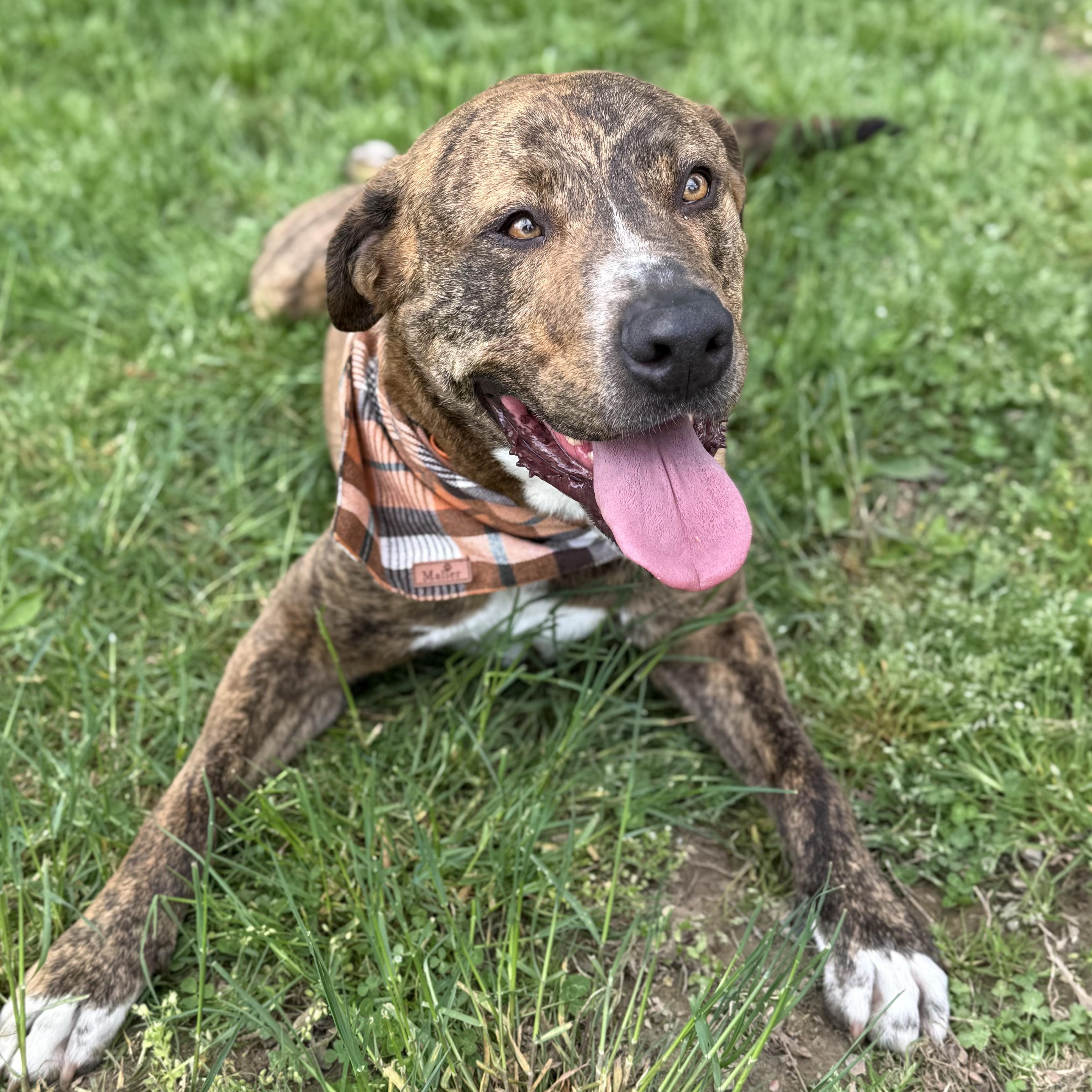 Enlarge Kevin, a Adoptable mixed breed in Morgantown, WV image 6/6