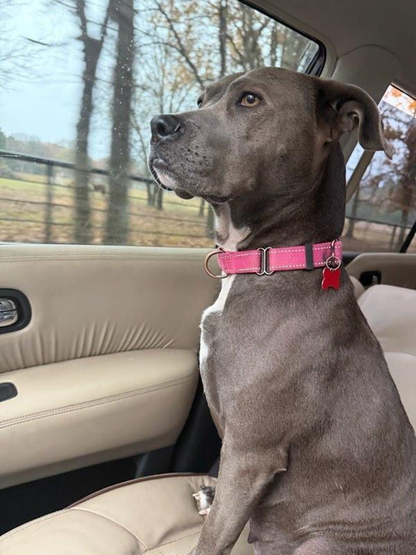 Sweet Brandy Rose thumbnail 2