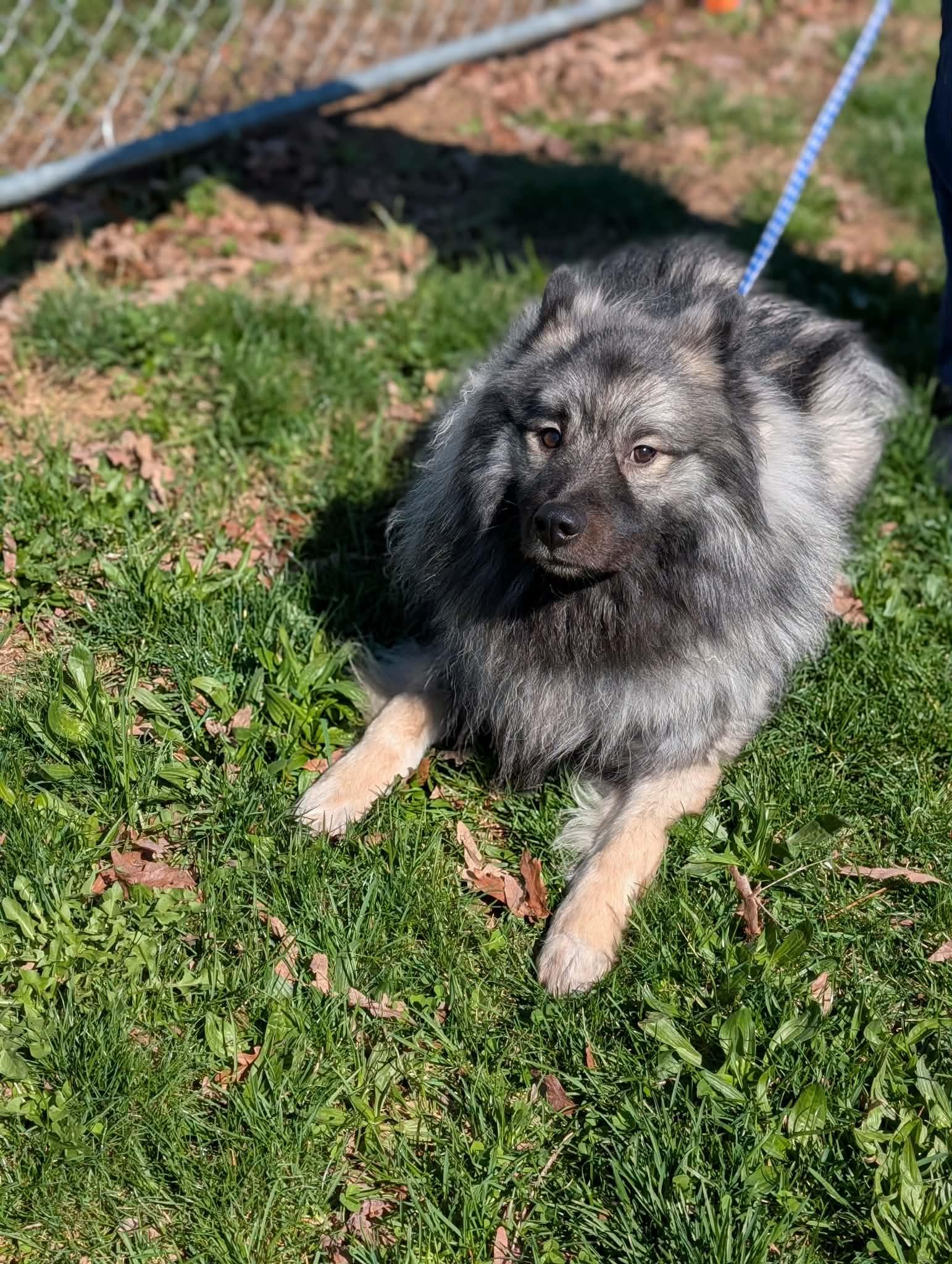 Fluff, adopted, Adult Male Keeshond.