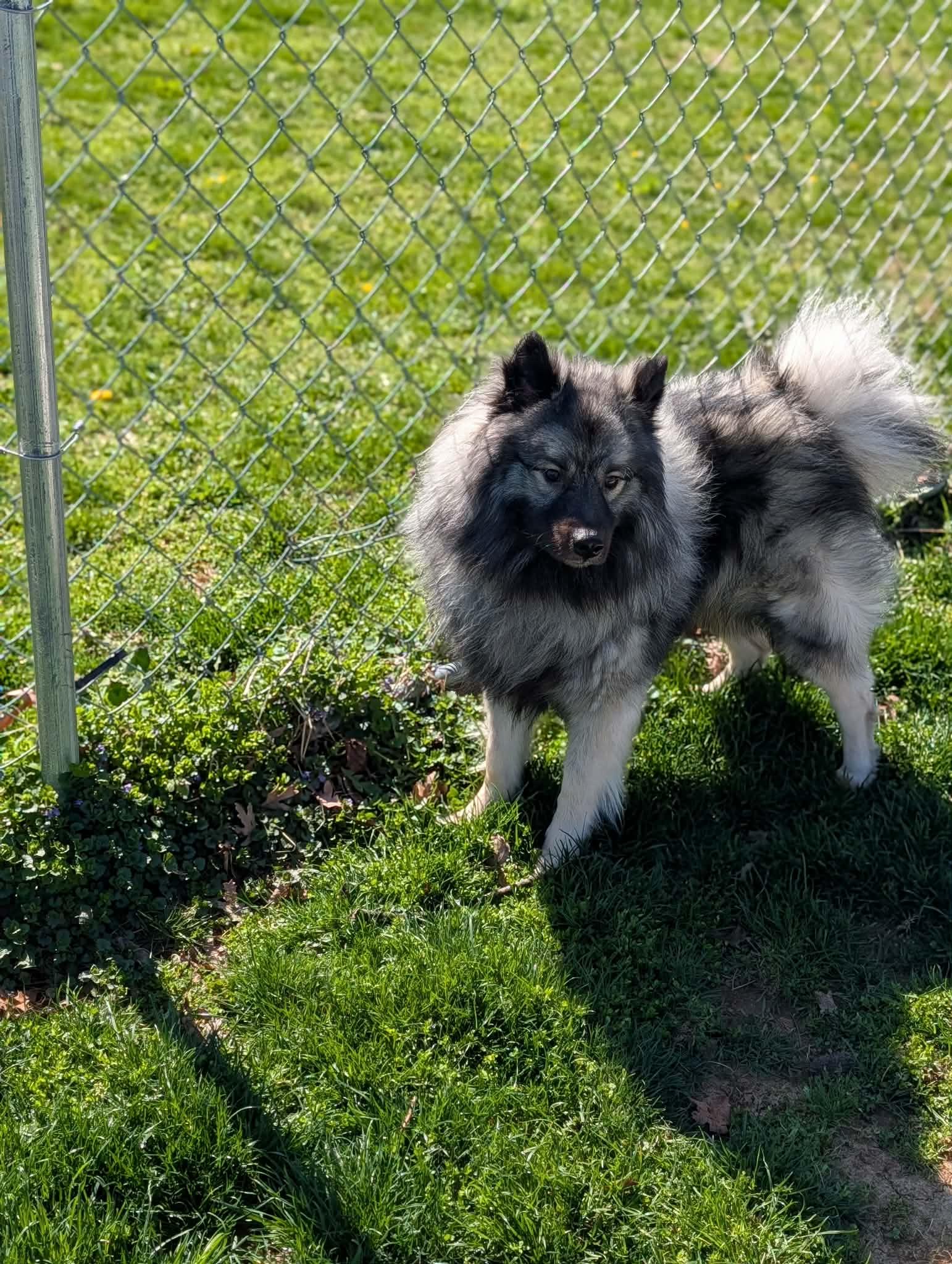 Enlarge Fluff, an adopted Keeshond in Chambersburg, PA image 2/2