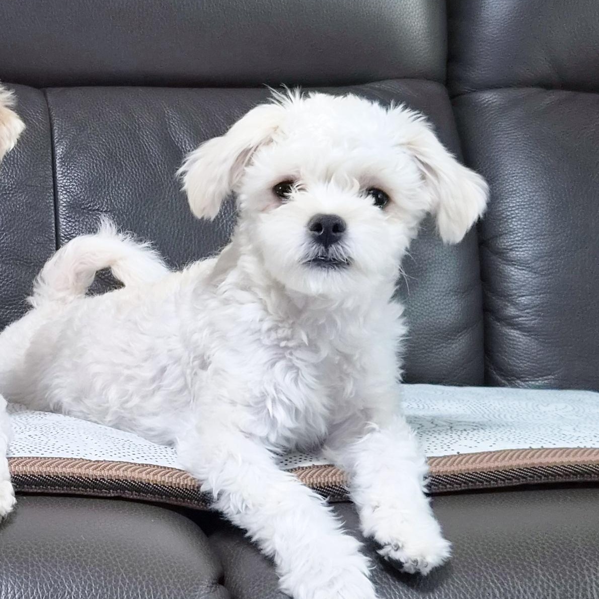Enlarge CREAMY", an adopted Maltipoo in Springfield, VA image 5/5