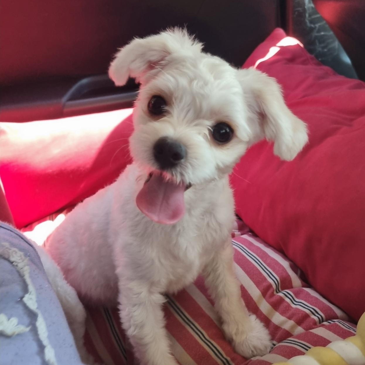 CREAMY", adopted, Young Female Maltipoo.