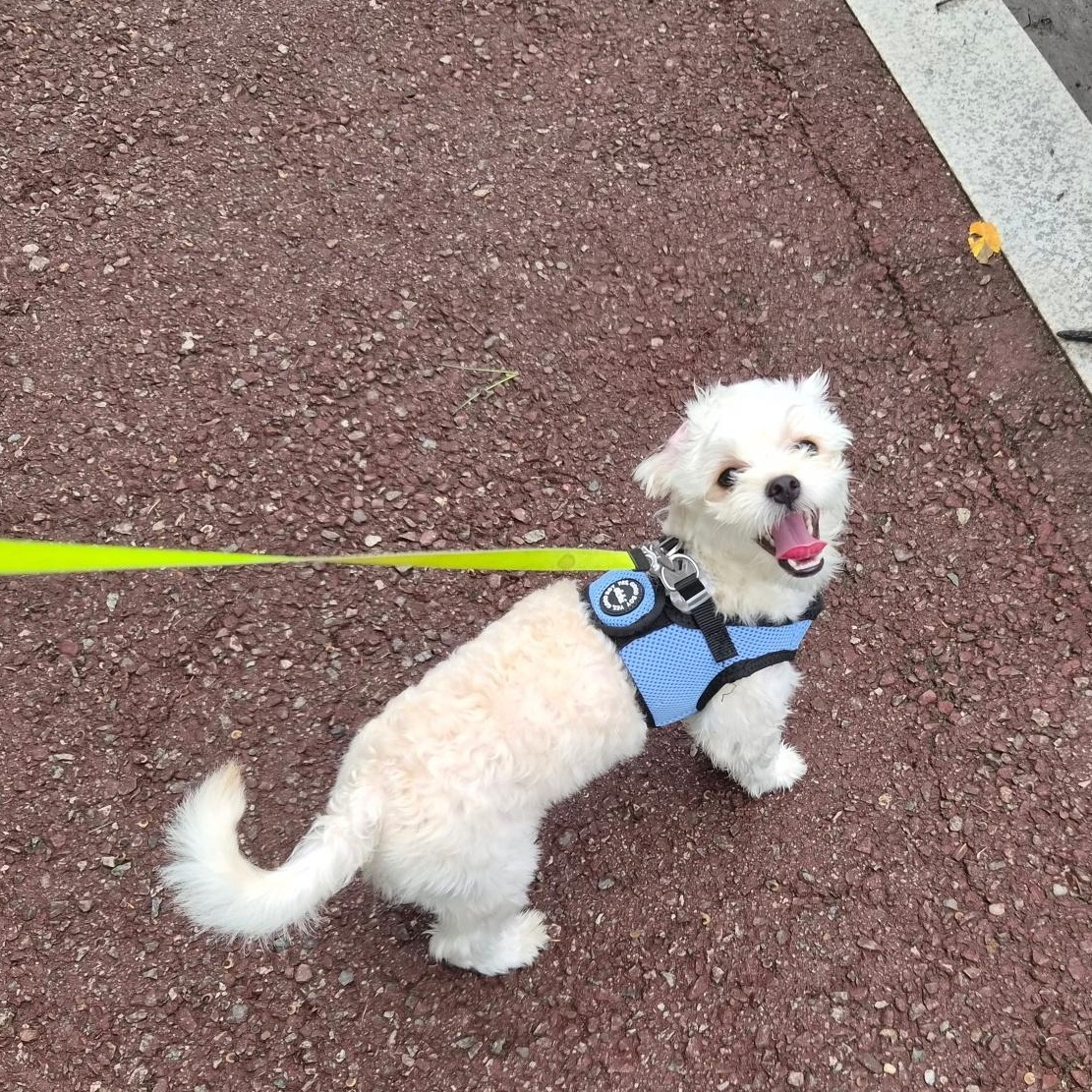 Enlarge CREAMY", an adopted Maltipoo in Springfield, VA image 3/5