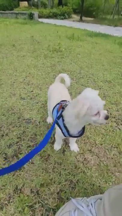 Enlarge CREAMY", an adopted Maltipoo in Springfield, VA video 4/5