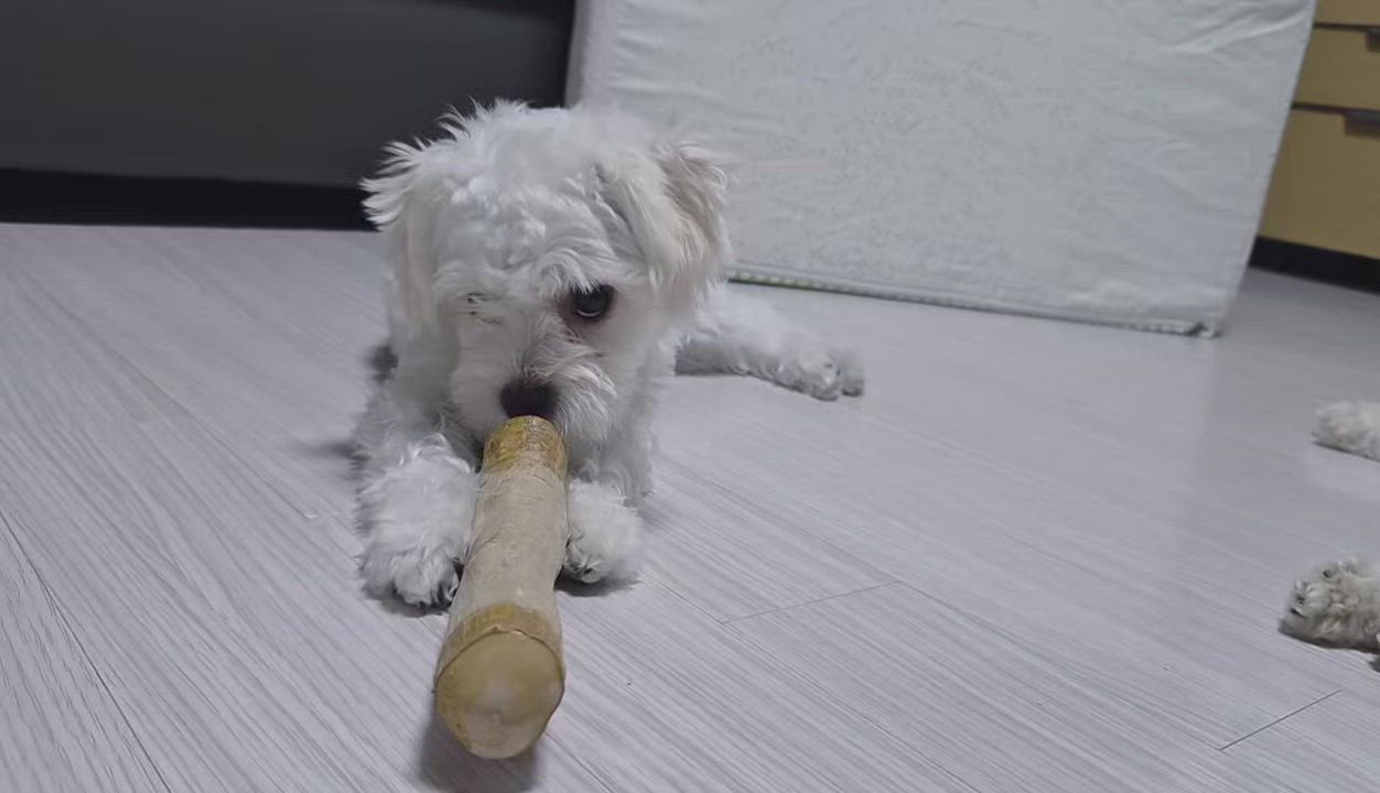 Enlarge CREAMY", an adopted Maltipoo in Springfield, VA video 1/5