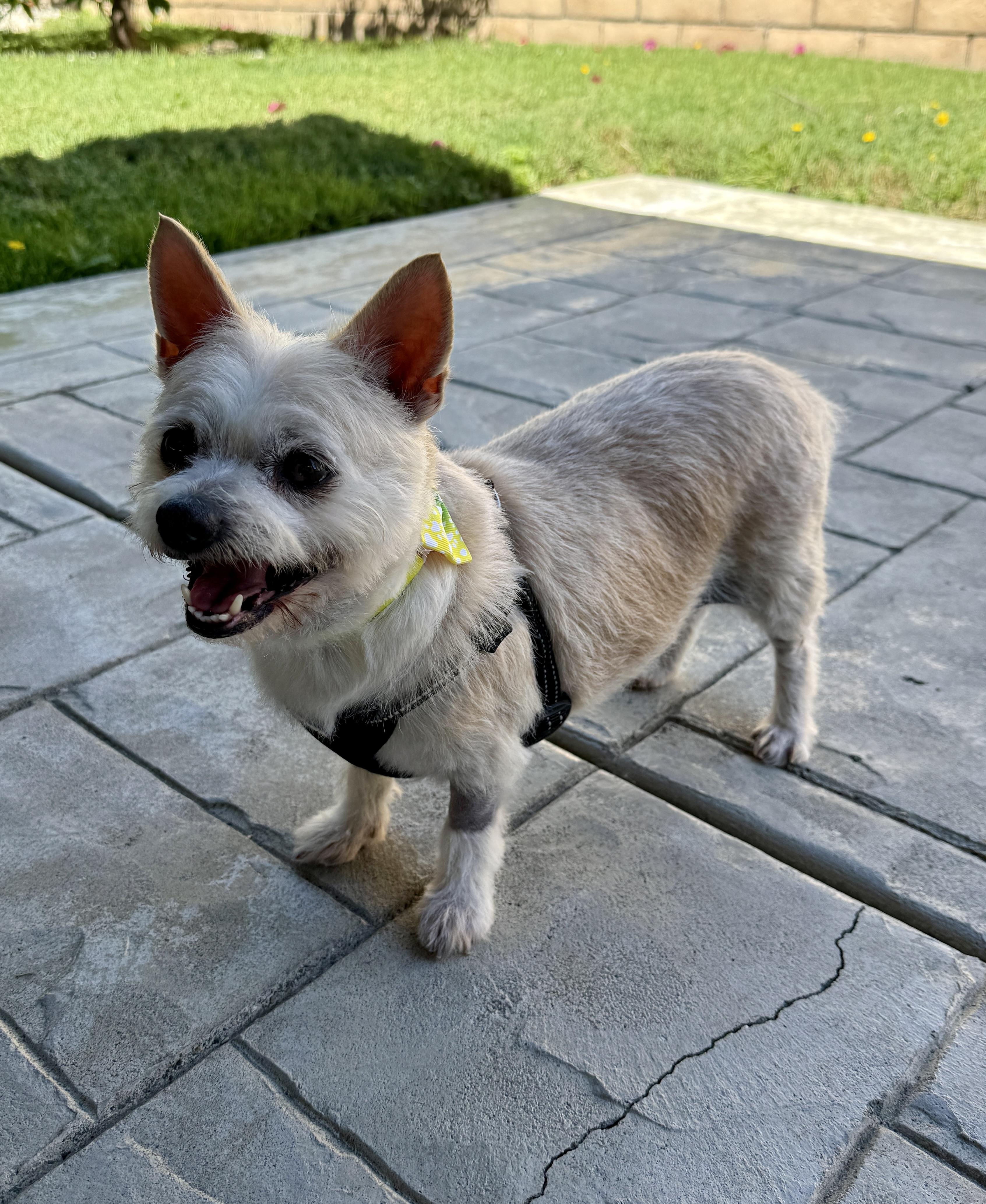 Enlarge Patty, a ADOPTABLE mixed breed in Mission Viejo, CA image 6/6