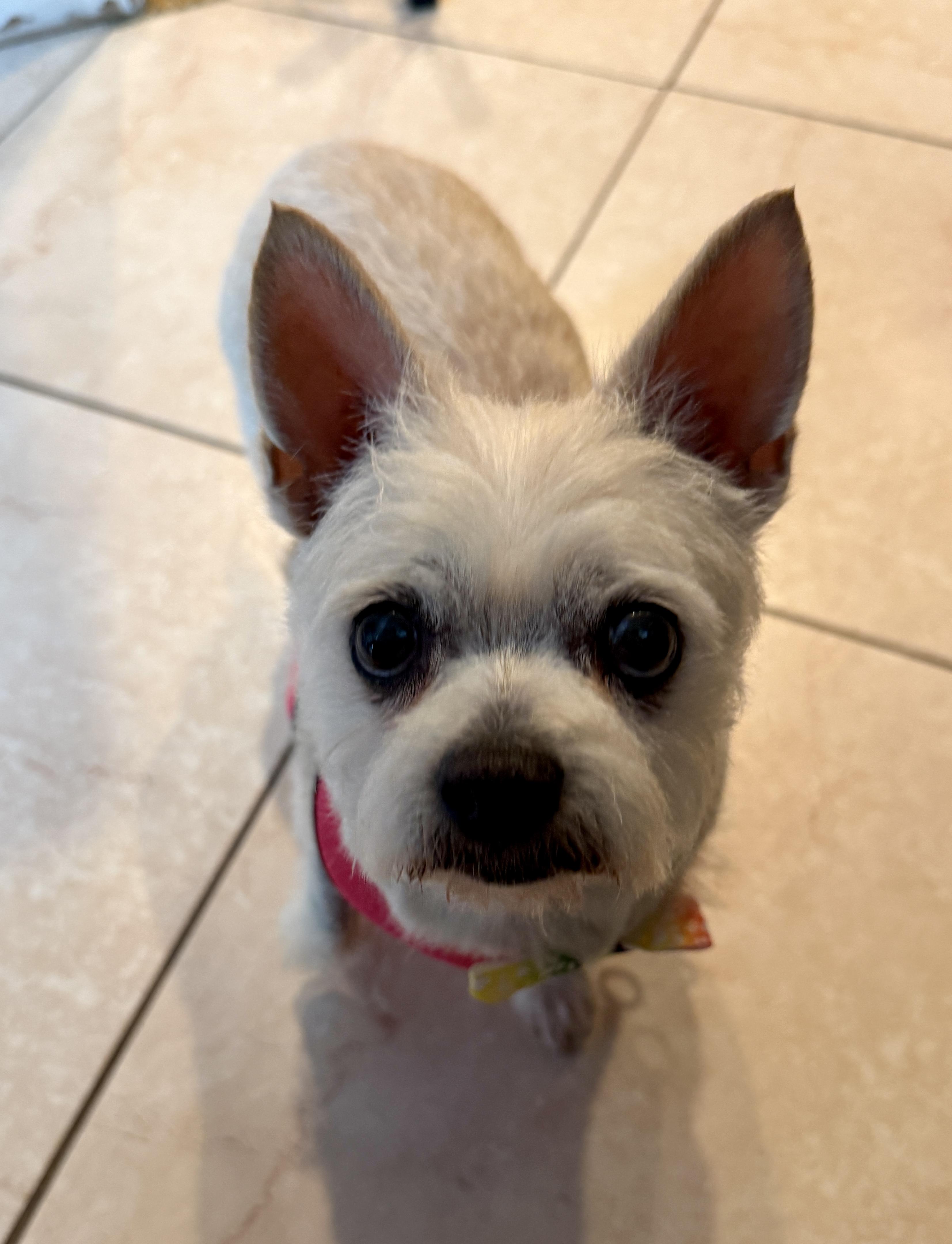 Enlarge Patty, a ADOPTABLE mixed breed in Mission Viejo, CA image 3/6