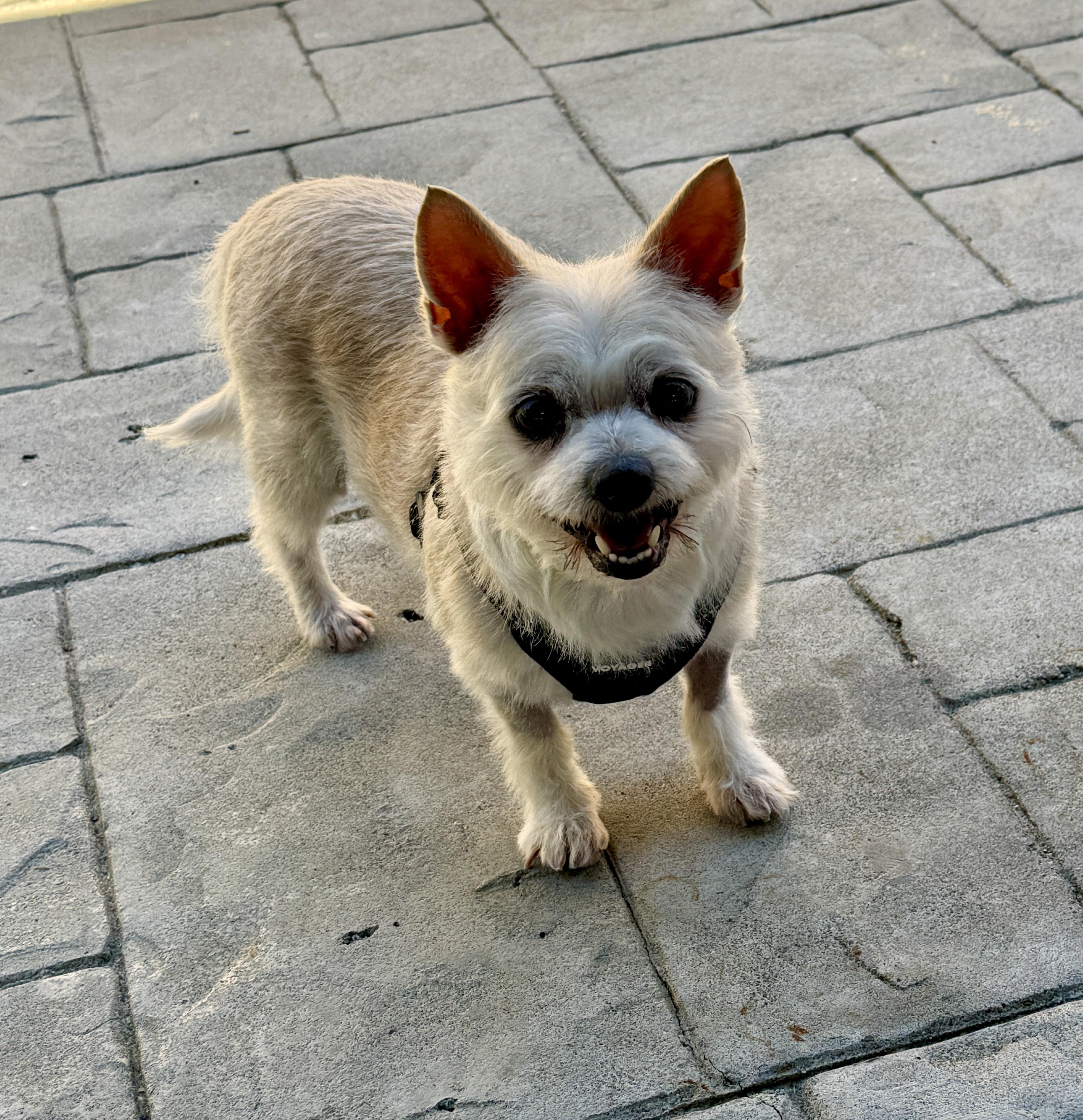 Enlarge Patty, a ADOPTABLE mixed breed in Mission Viejo, CA image 2/6