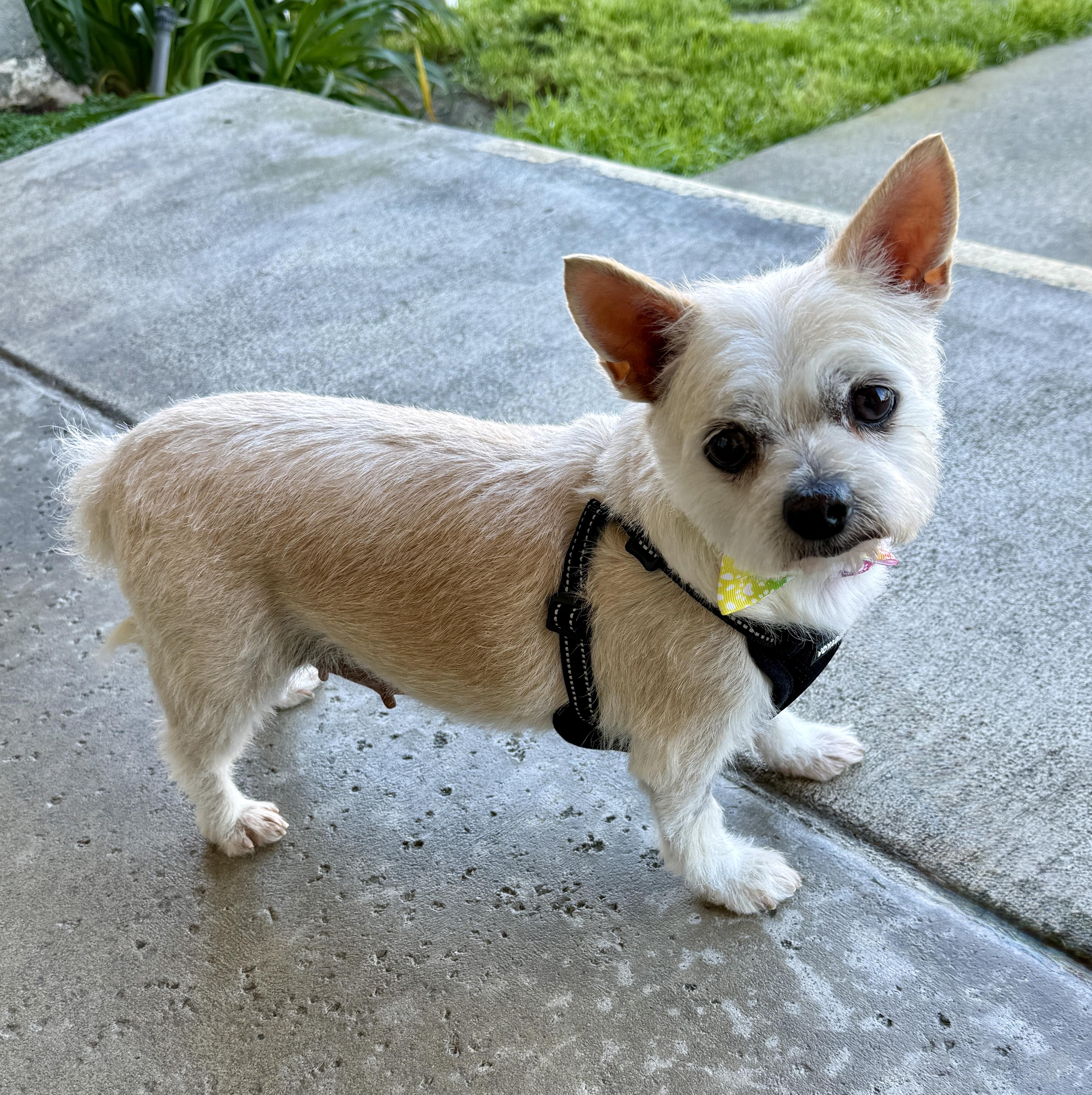Enlarge Patty, a ADOPTABLE mixed breed in Mission Viejo, CA image 4/6