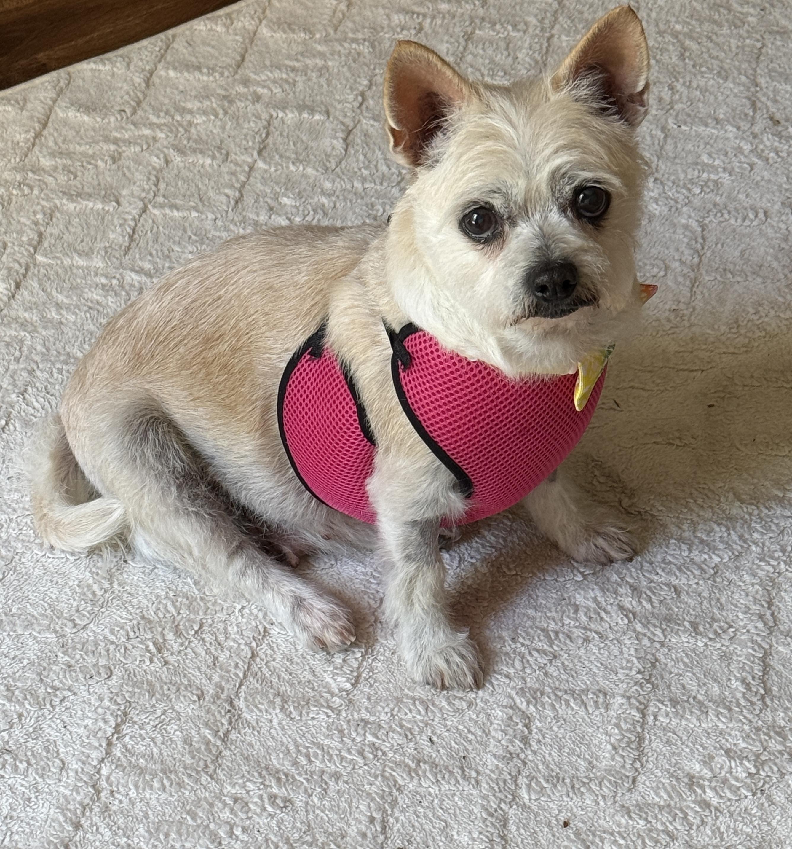 Patty, ADOPTABLE, Senior Female West Highland White Terrier / Westie & Chihuahua.
