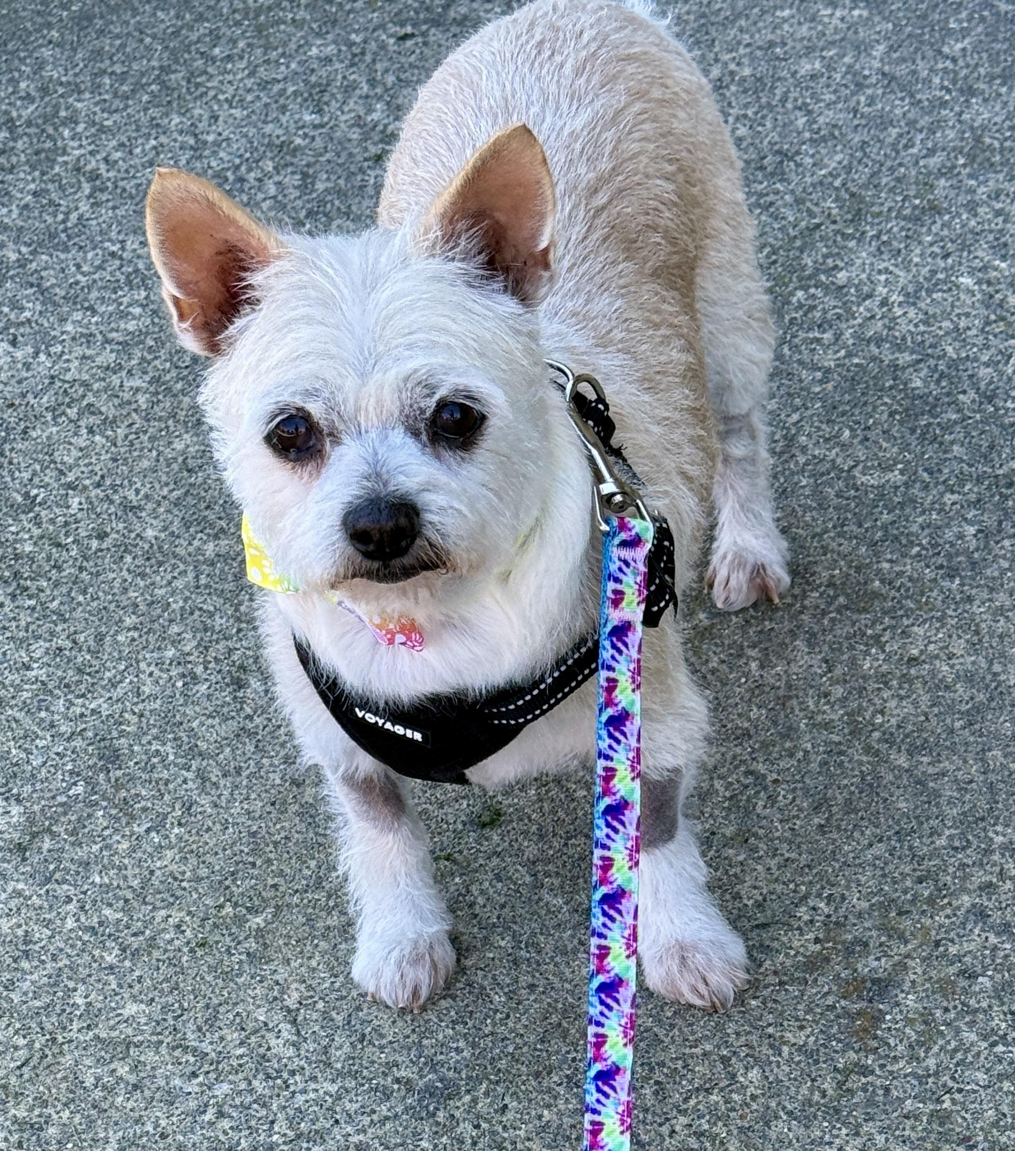 Enlarge Patty, a ADOPTABLE mixed breed in Mission Viejo, CA image 5/6