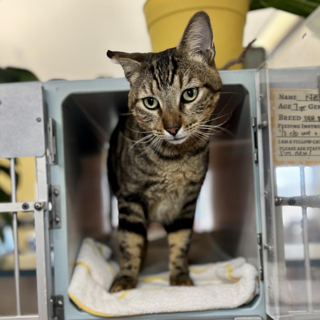 Nepal, Adoptable, Senior Male Domestic Short Hair.