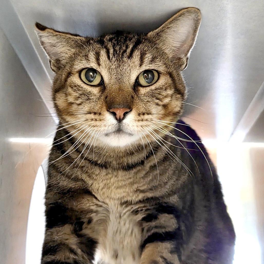 Enlarge Nepal, a Adoptable Domestic Short Hair in Glenwood Springs, CO image 2/6