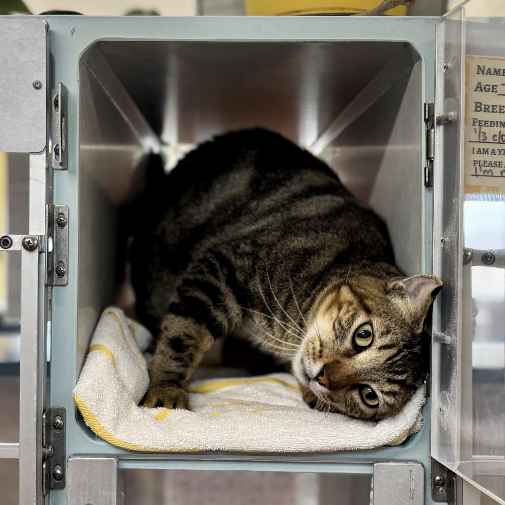 Enlarge Nepal, a Adoptable Domestic Short Hair in Glenwood Springs, CO image 3/6