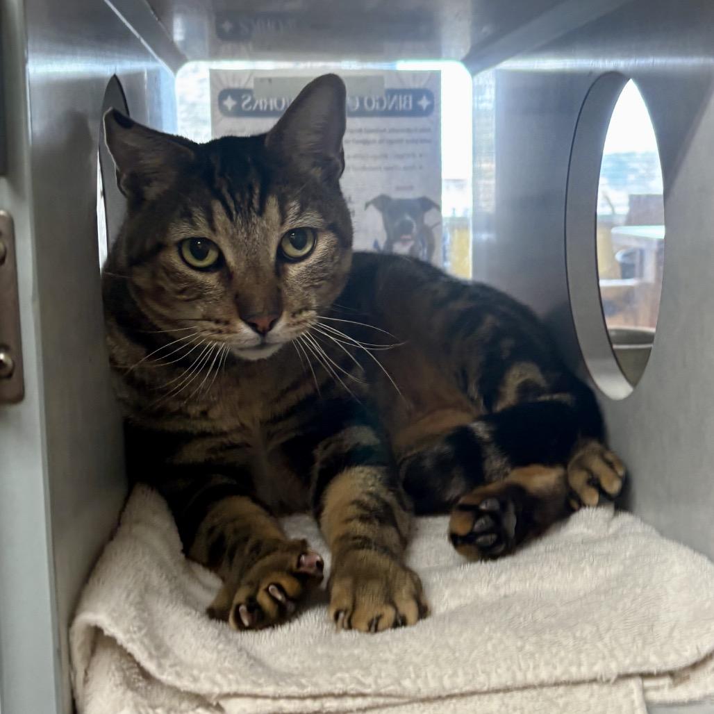 Enlarge Nepal, a Adoptable Domestic Short Hair in Glenwood Springs, CO image 4/6