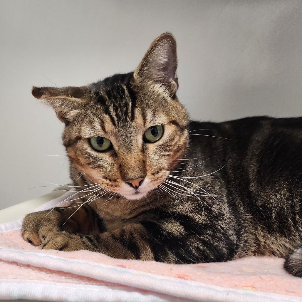 Enlarge Nepal, a Adoptable Domestic Short Hair in Glenwood Springs, CO image 5/6