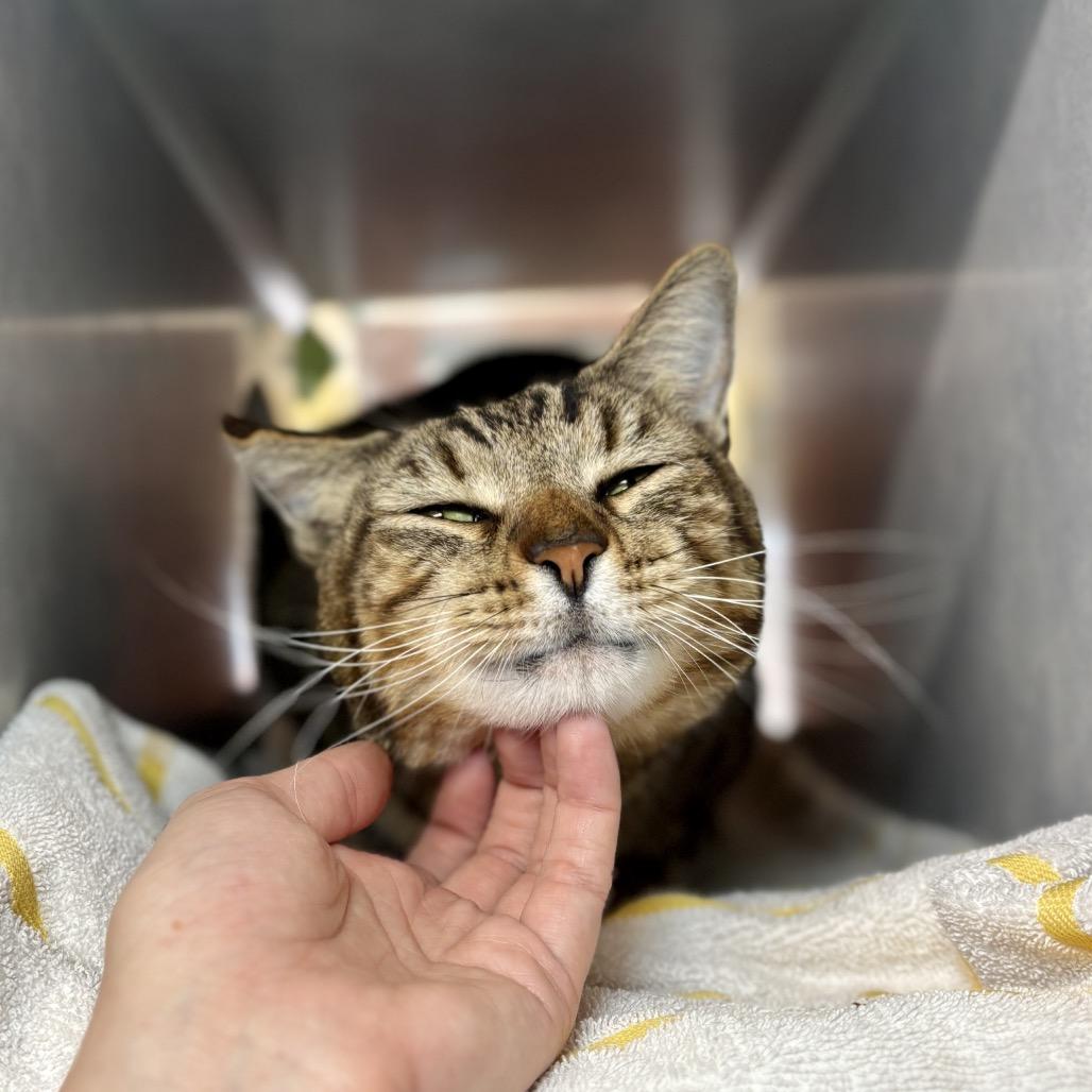 Enlarge Nepal, a Adoptable Domestic Short Hair in Glenwood Springs, CO image 6/6