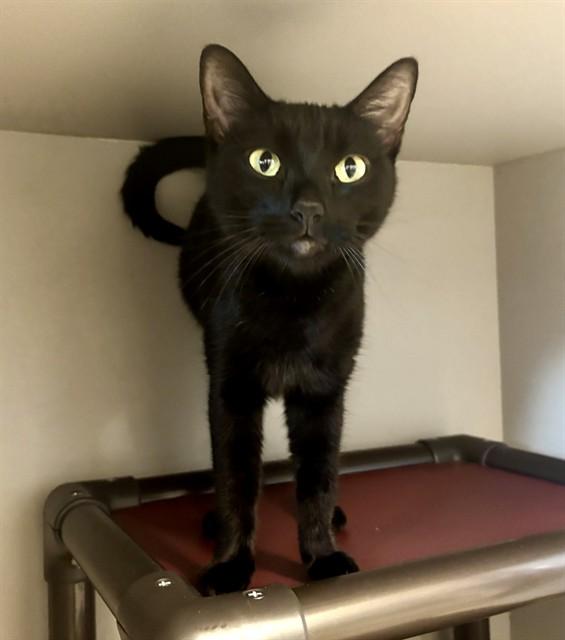 EMERALD, Adoptable, Adult Female Domestic Short Hair.