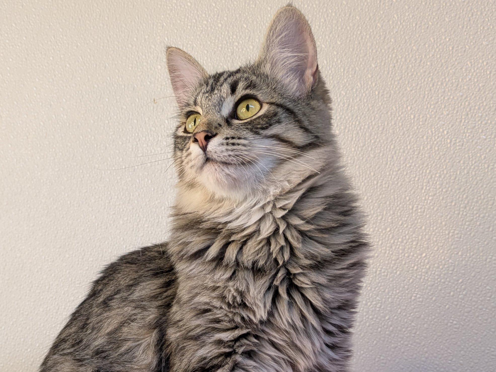 Ruffles SHY CAT SPECIAL $20, an adoptable Domestic Medium Hair, Tabby in Republic, WA, 99166 | Photo Image 3