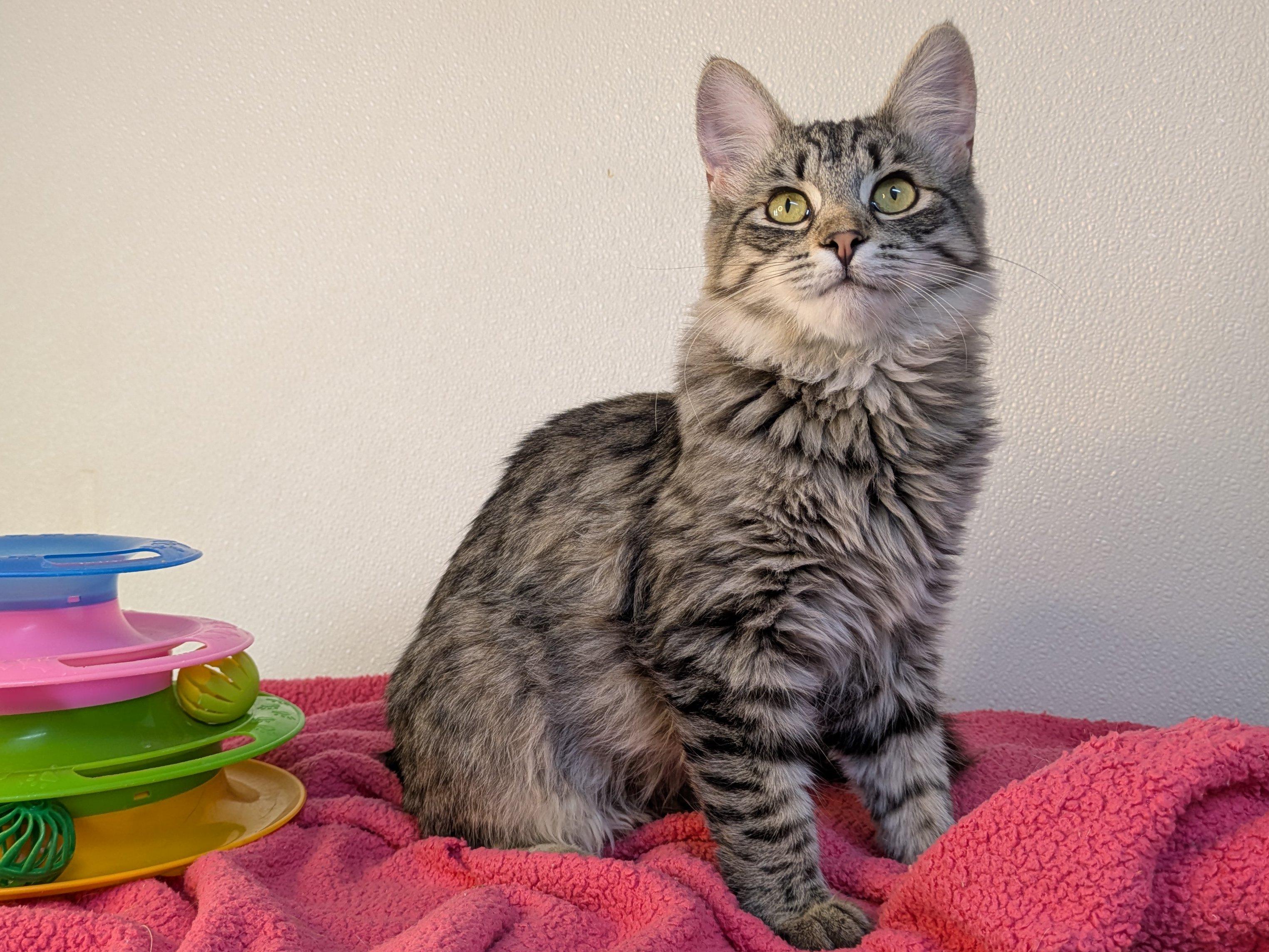 Ruffles SHY CAT SPECIAL $20, an adoptable Domestic Medium Hair, Tabby in Republic, WA, 99166 | Photo Image 2