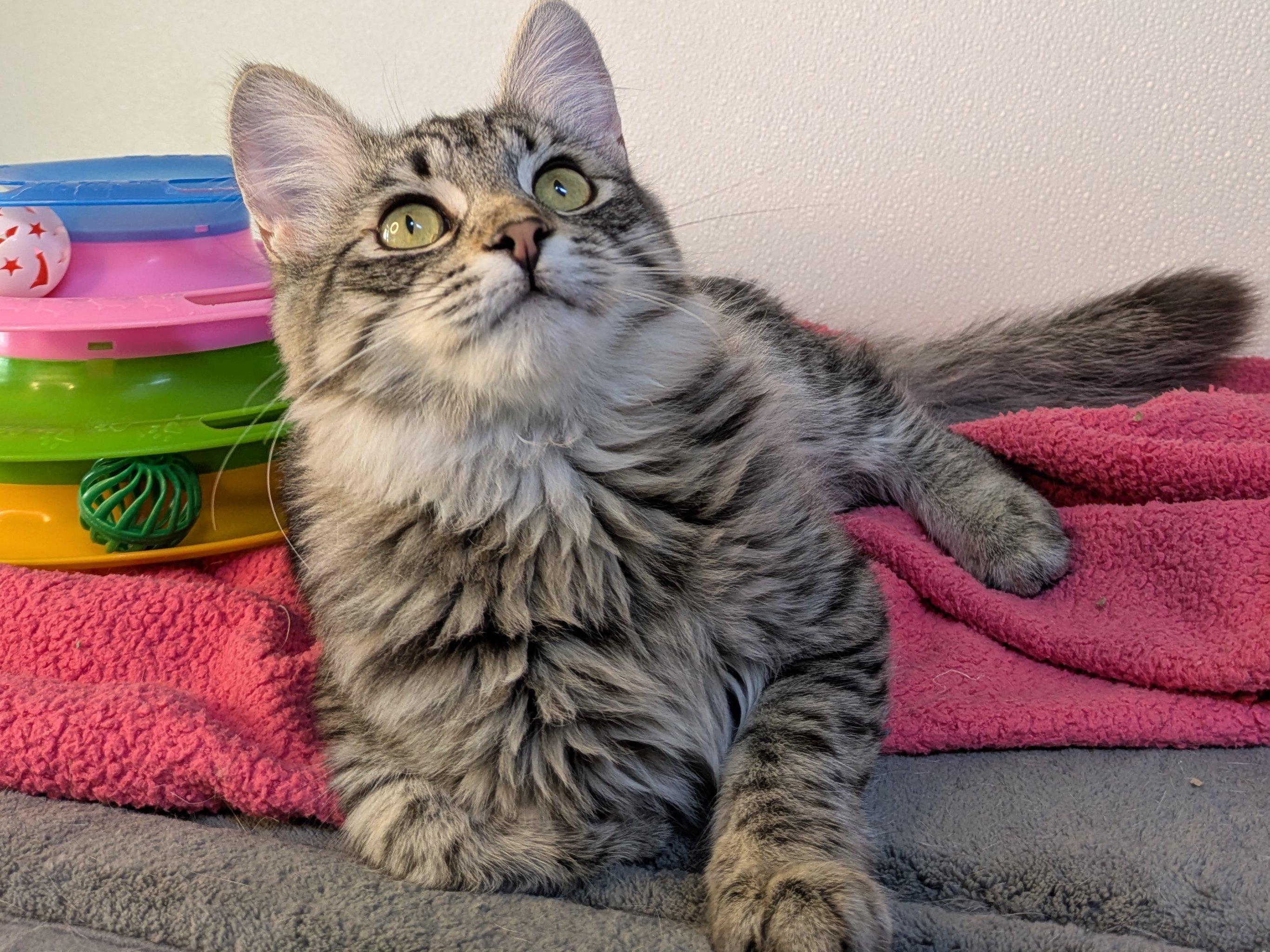 Ruffles SHY CAT SPECIAL $20, an adoptable Domestic Medium Hair, Tabby in Republic, WA, 99166 | Photo Image 4