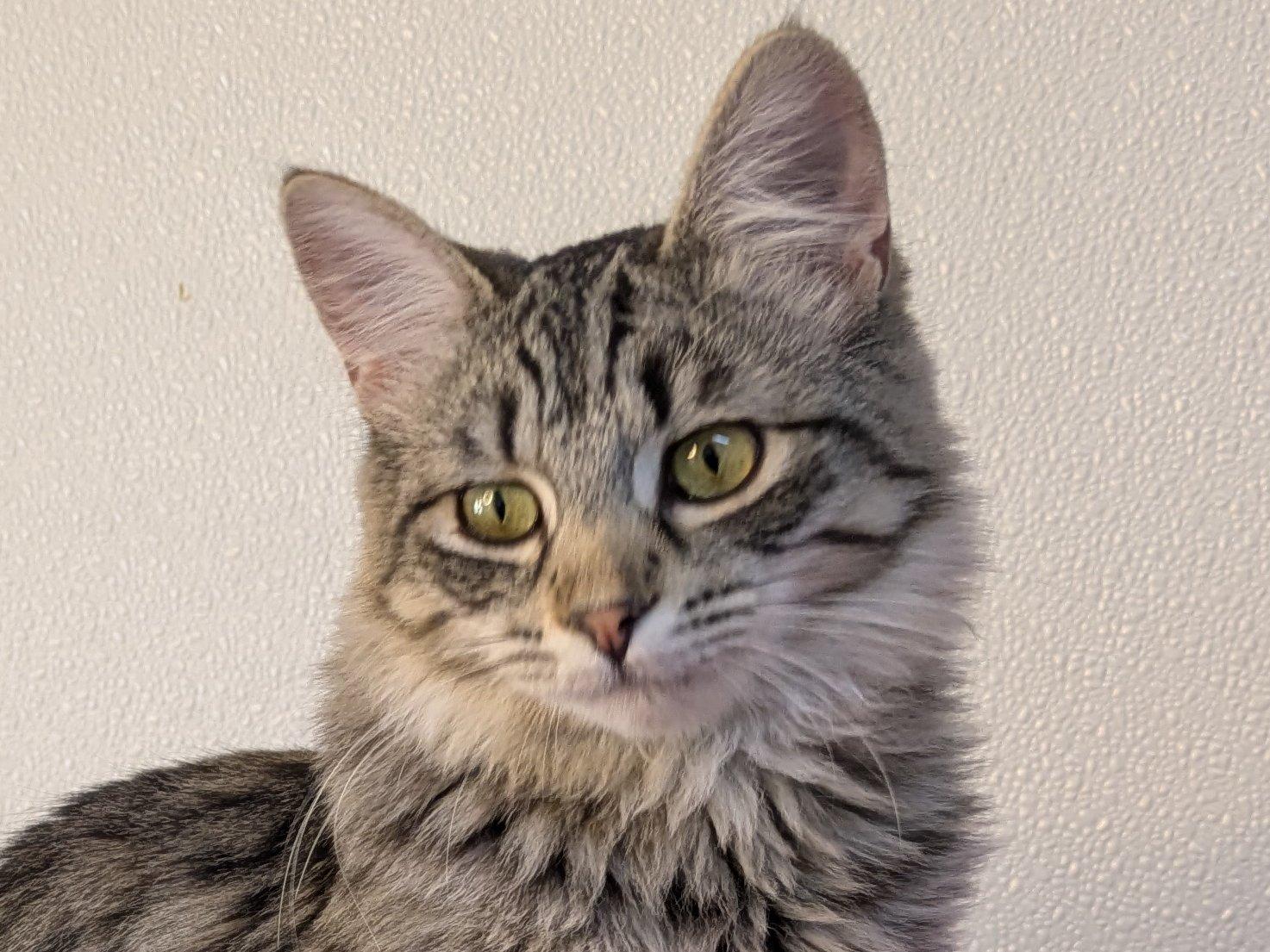 Ruffles SHY CAT SPECIAL $20, an adoptable Domestic Medium Hair, Tabby in Republic, WA, 99166 | Photo Image 5