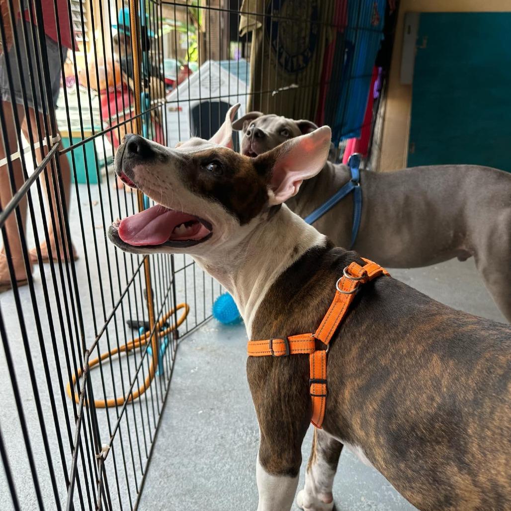 Stella, Adoptable, Young Female Mixed Breed.