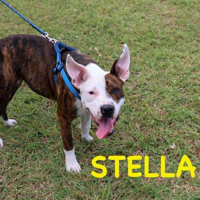 Stella, a Adoptable Mixed Breed in Frederiksted, VI image 2/6