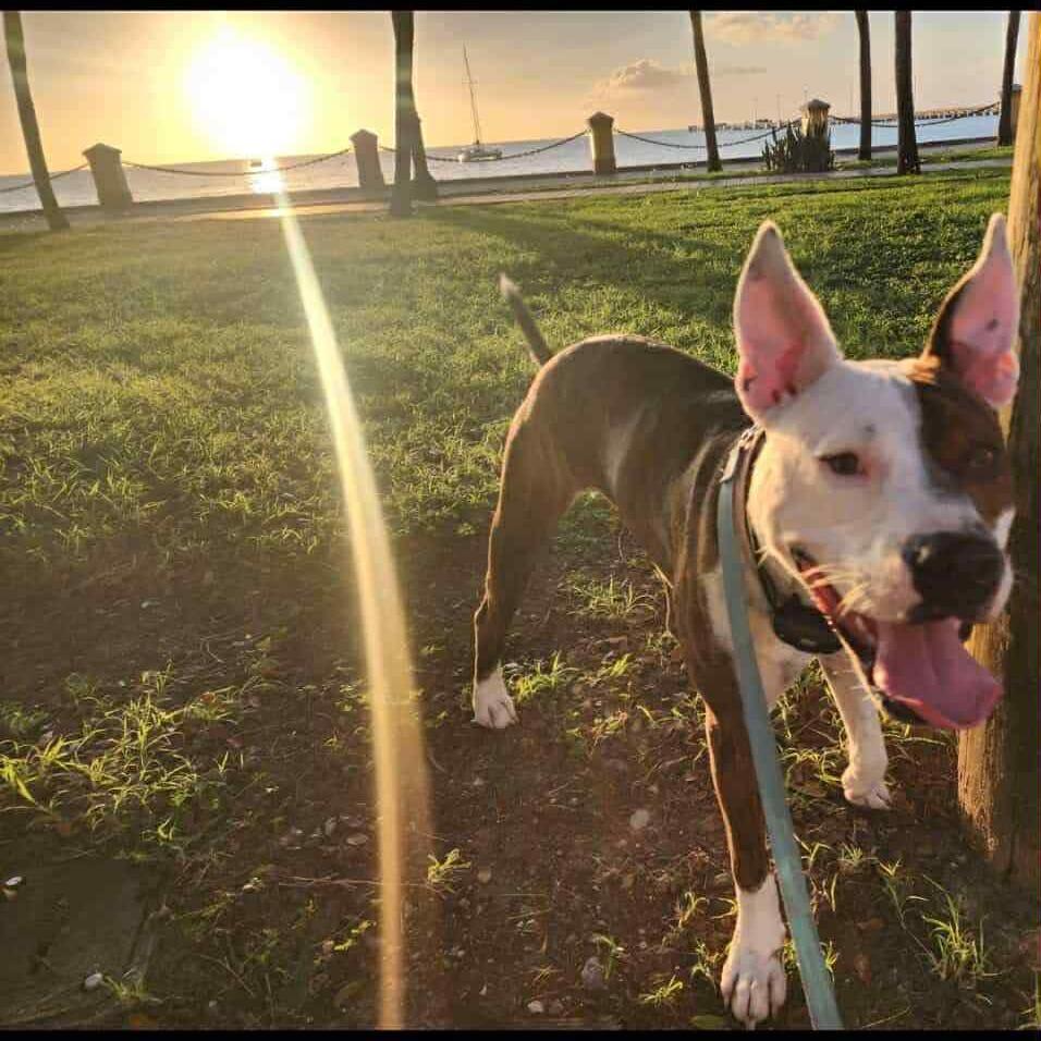 Stella, a Adoptable Mixed Breed in Frederiksted, VI image 3/6