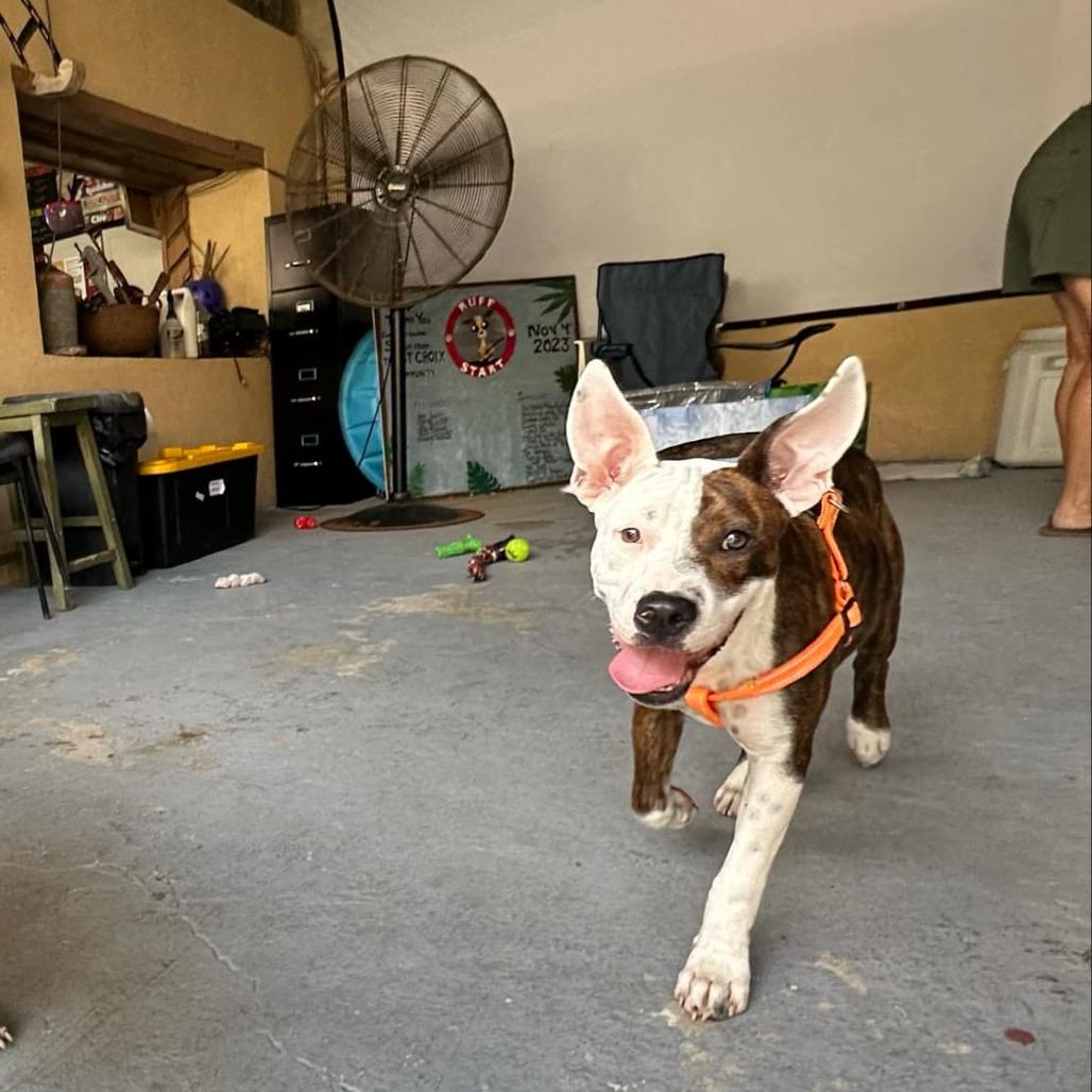 Stella, a Adoptable Mixed Breed in Frederiksted, VI image 5/6