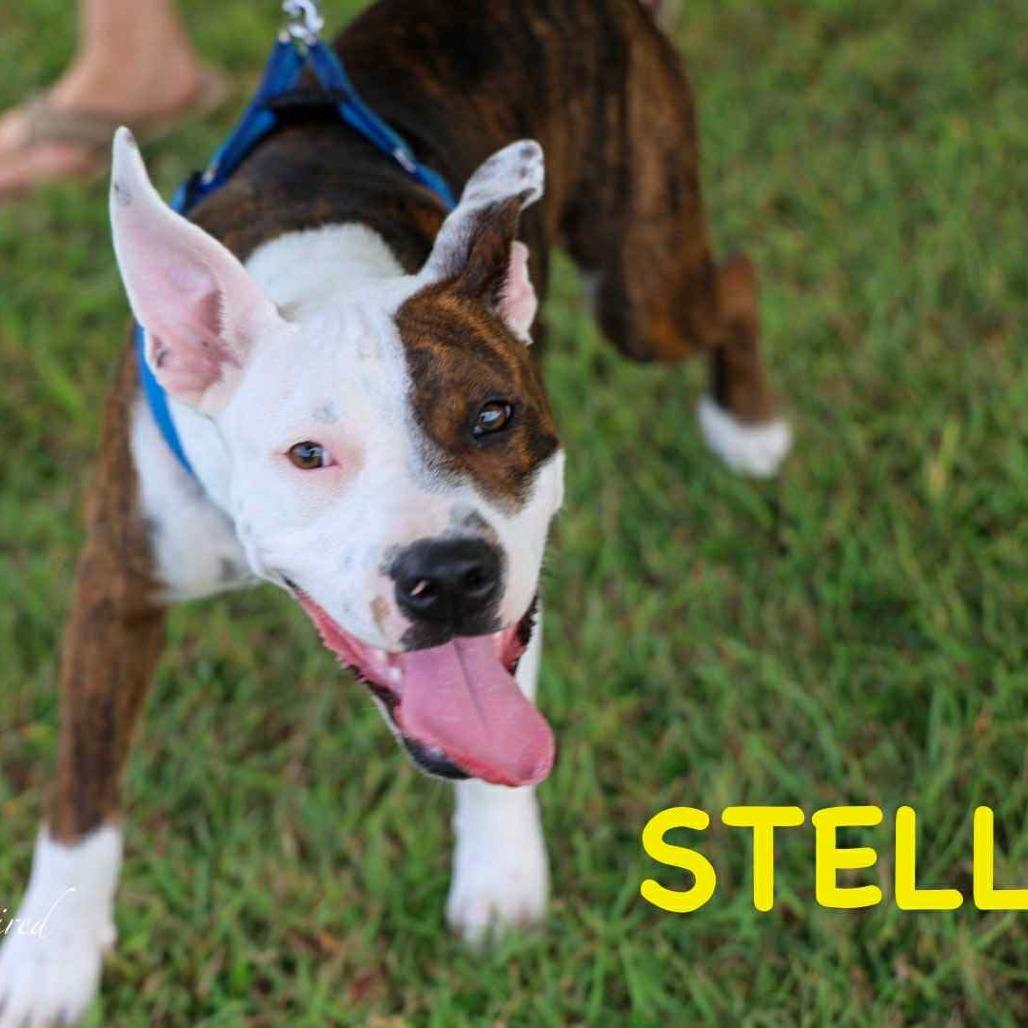 Stella, a Adoptable Mixed Breed in Frederiksted, VI image 6/6