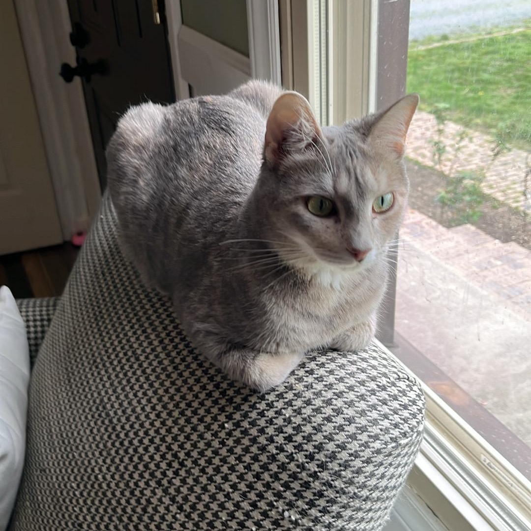 Bunny, adopted, Young Female American Shorthair.