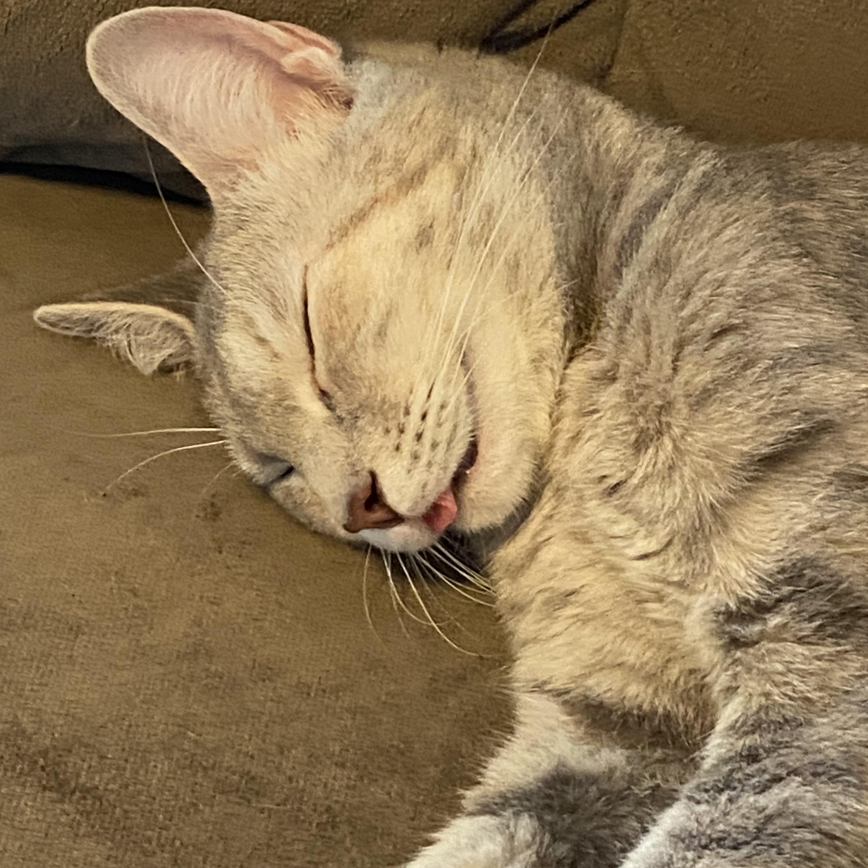 Bunny, an adopted American Shorthair in Charlotte, NC image 2/2
