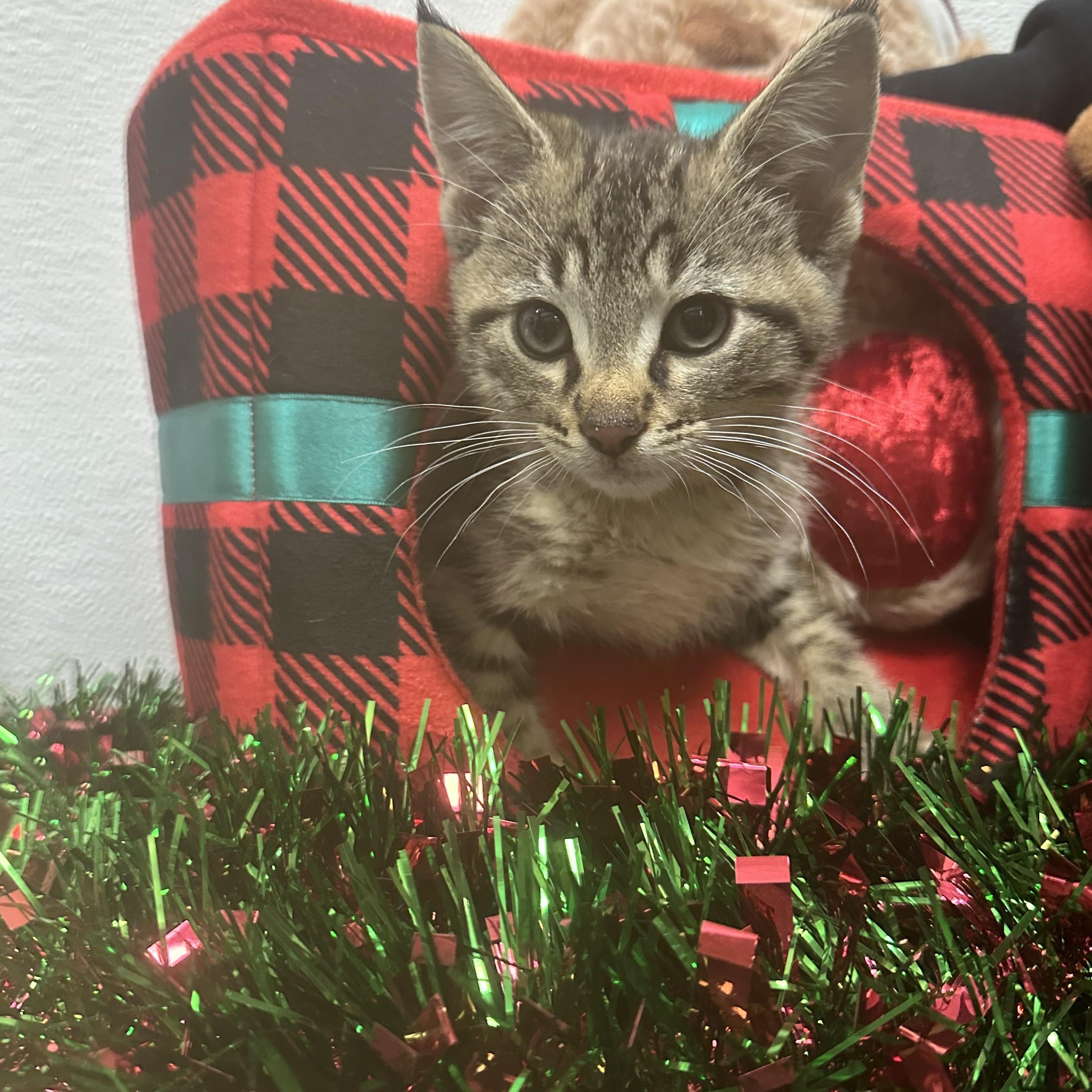 Theo, ADOPTABLE, Kitten Male Domestic Short Hair.