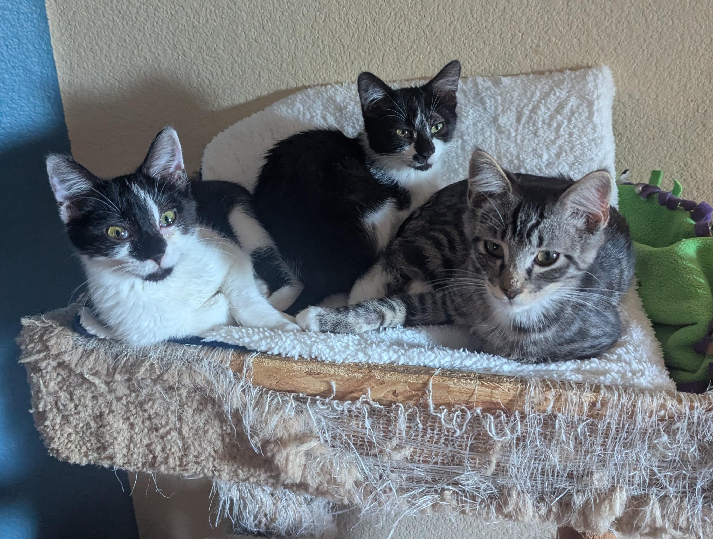 Enlarge Aloha, a Adopted Domestic Short Hair in Brentwood, CA image 5/5