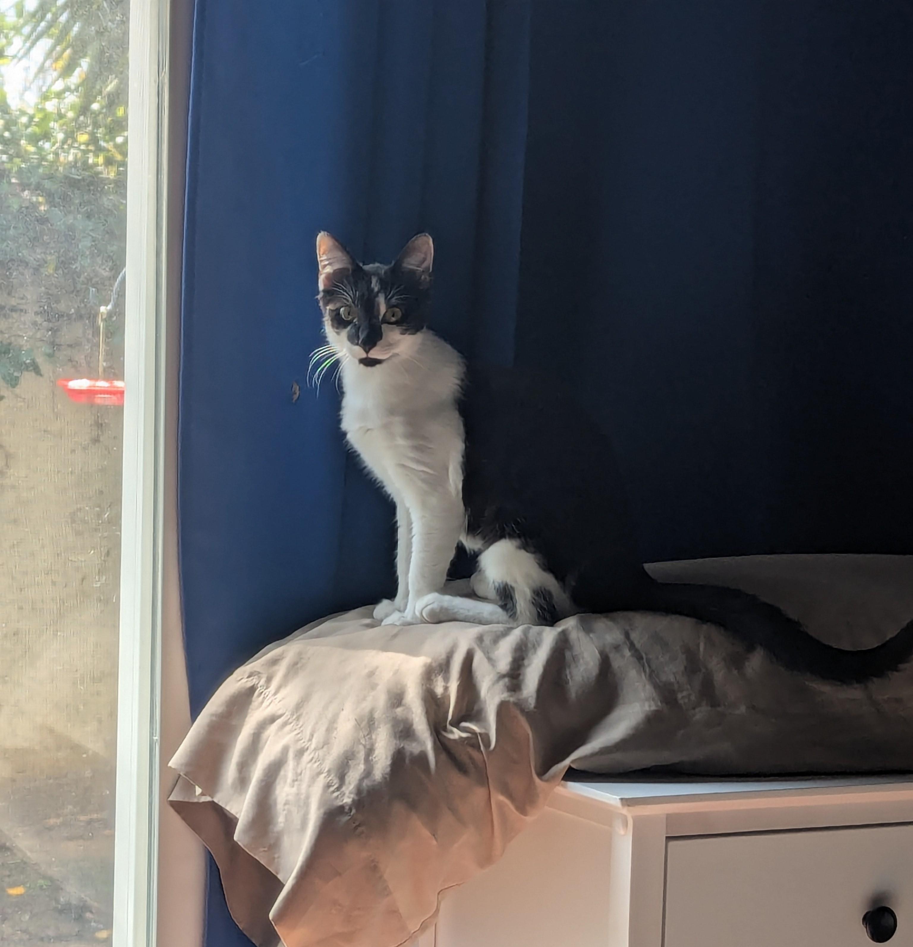 Aloha, Adopted, Young Female Domestic Short Hair.