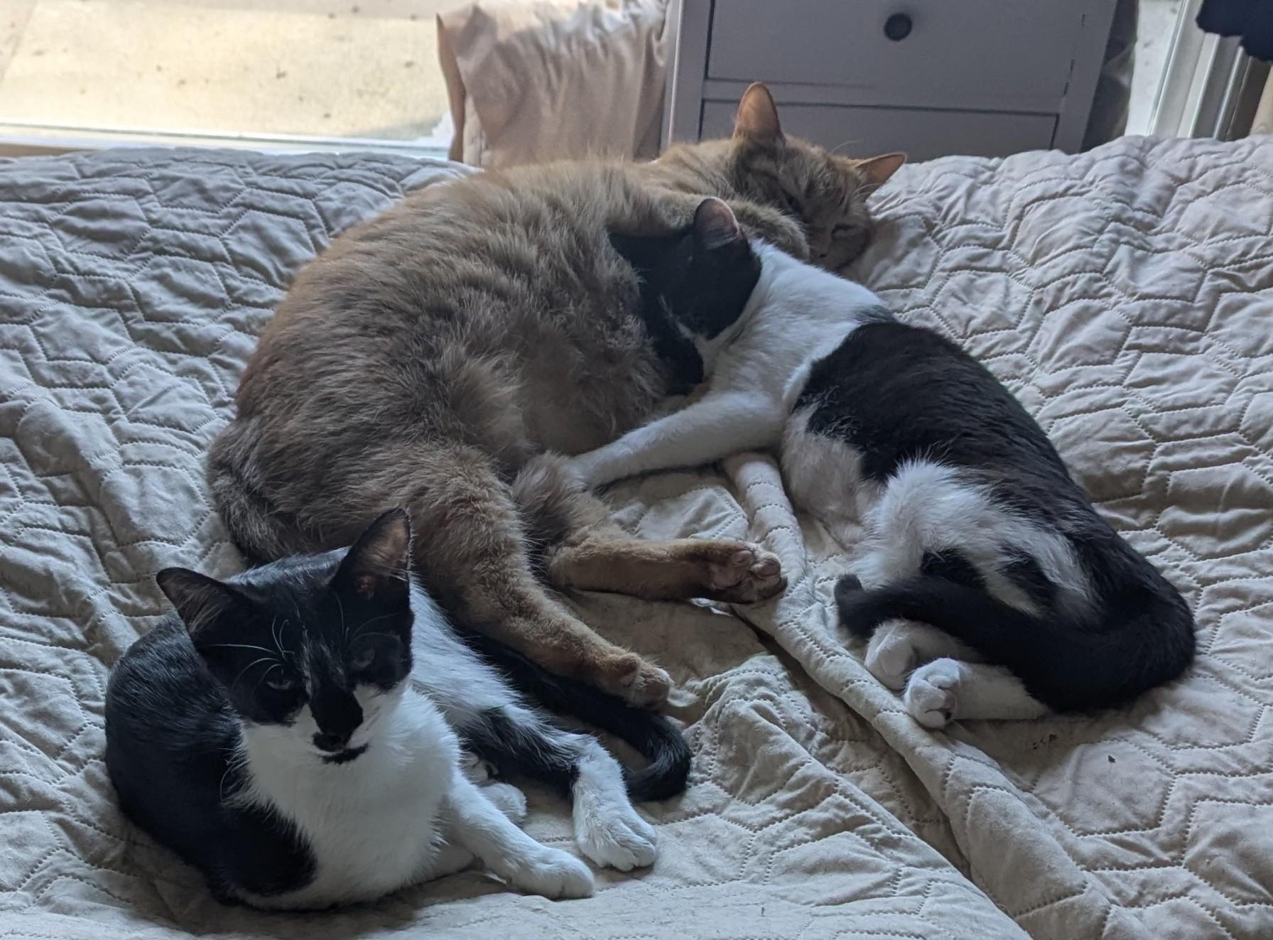 Enlarge Aloha, a Adopted Domestic Short Hair in Brentwood, CA image 3/5