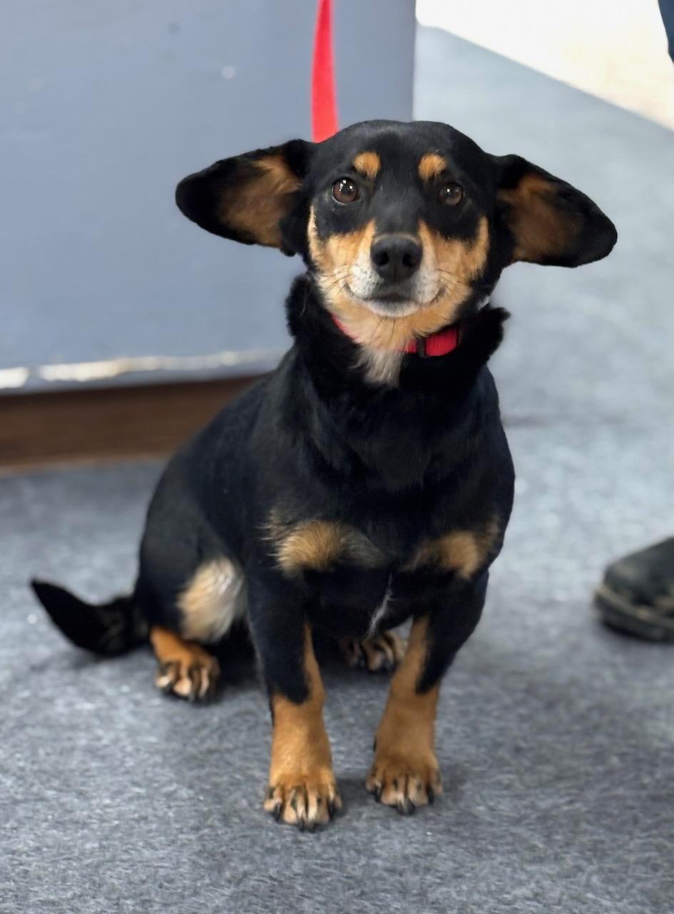 Rescue Gretchen, adopted, Adult Female Dachshund.