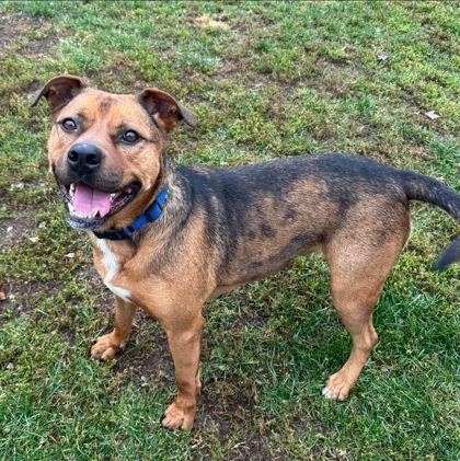 Enlarge Buddy, a Adoptable mixed breed in Dubuque, IA image 2/3