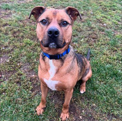 Buddy, Adoptable, Adult Male Mixed Breed.