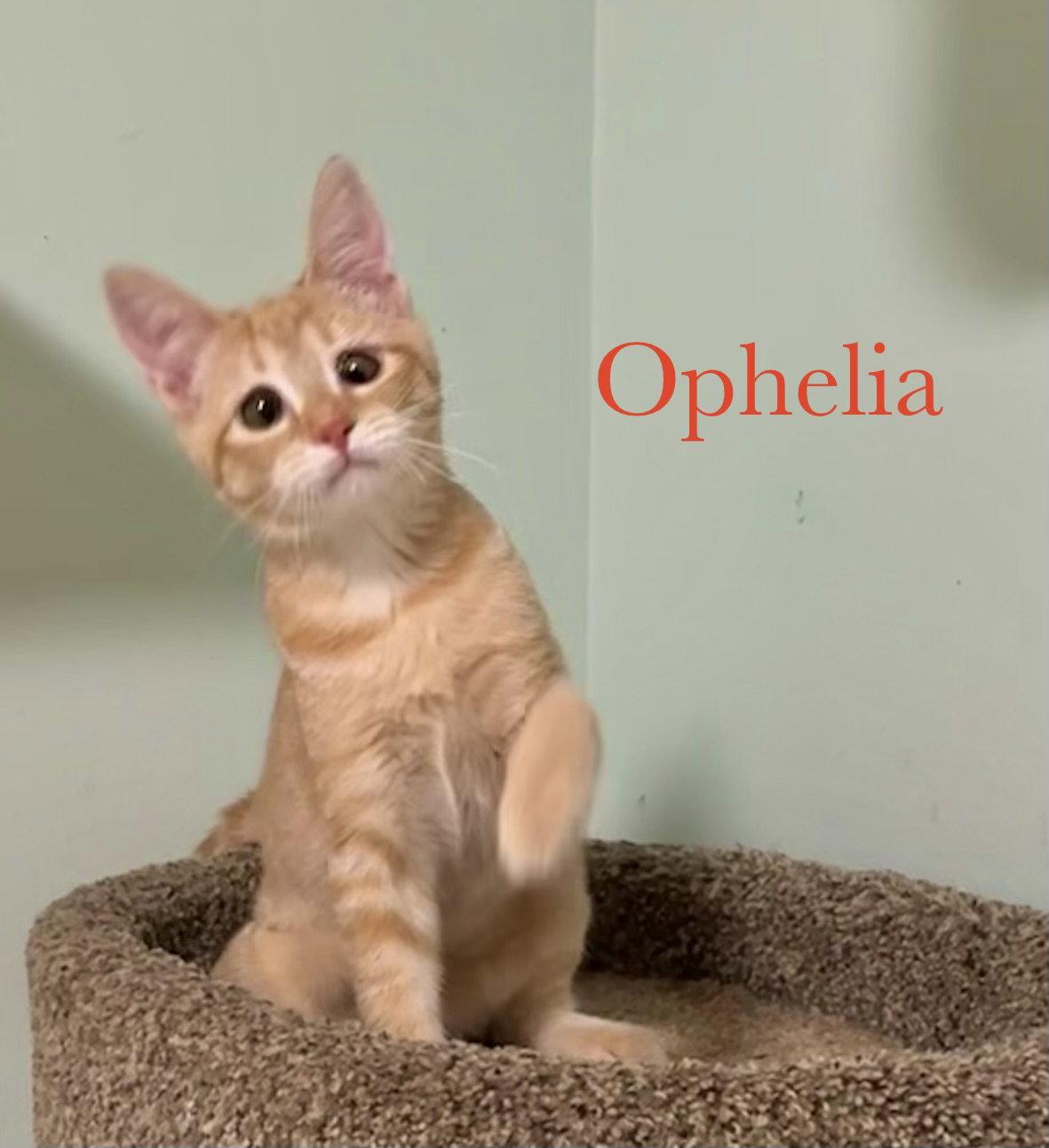 Ophelia, Adopted, Young Female Domestic Short Hair.