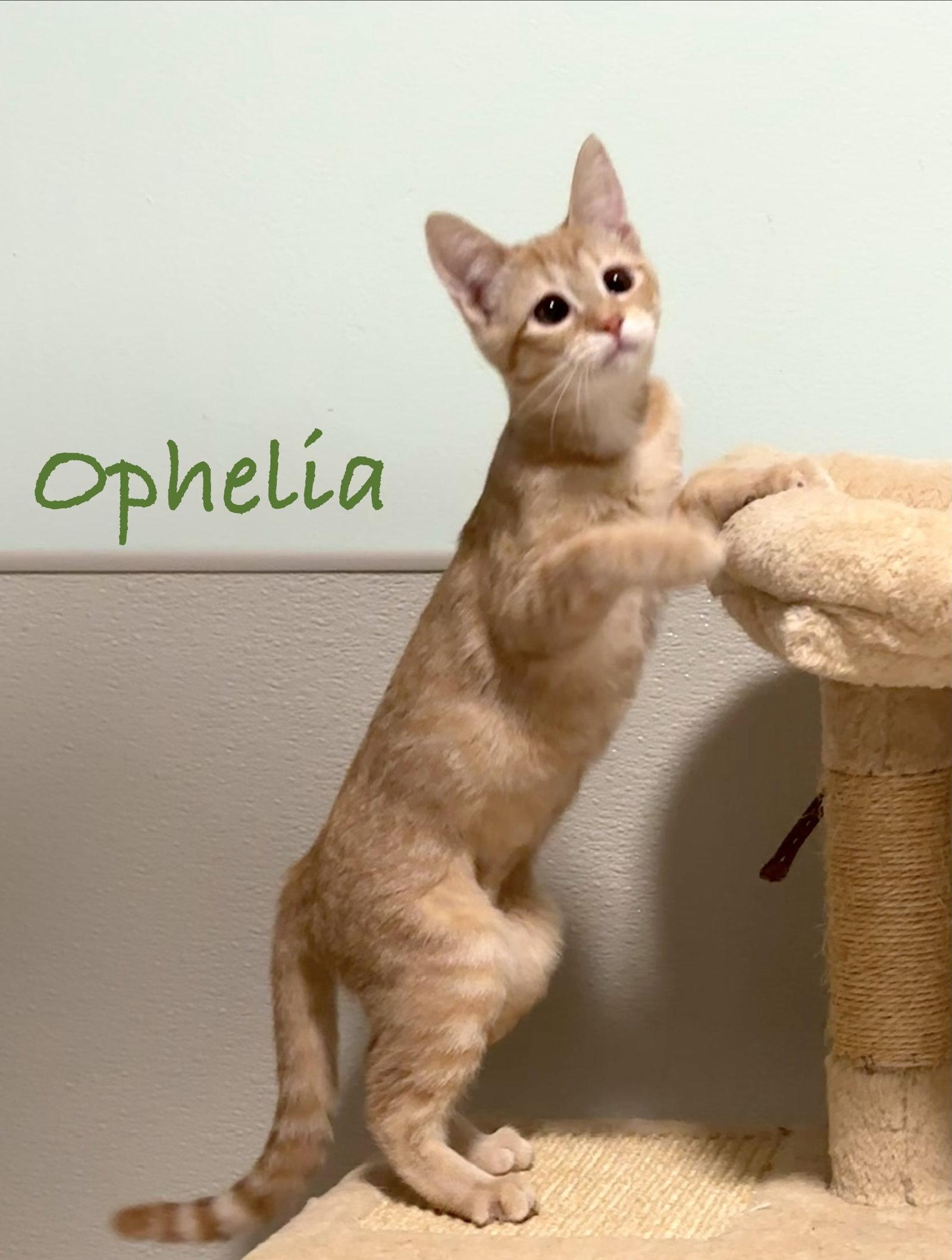 Enlarge Ophelia, a Adopted Domestic Short Hair in Longwood, FL image 2/3
