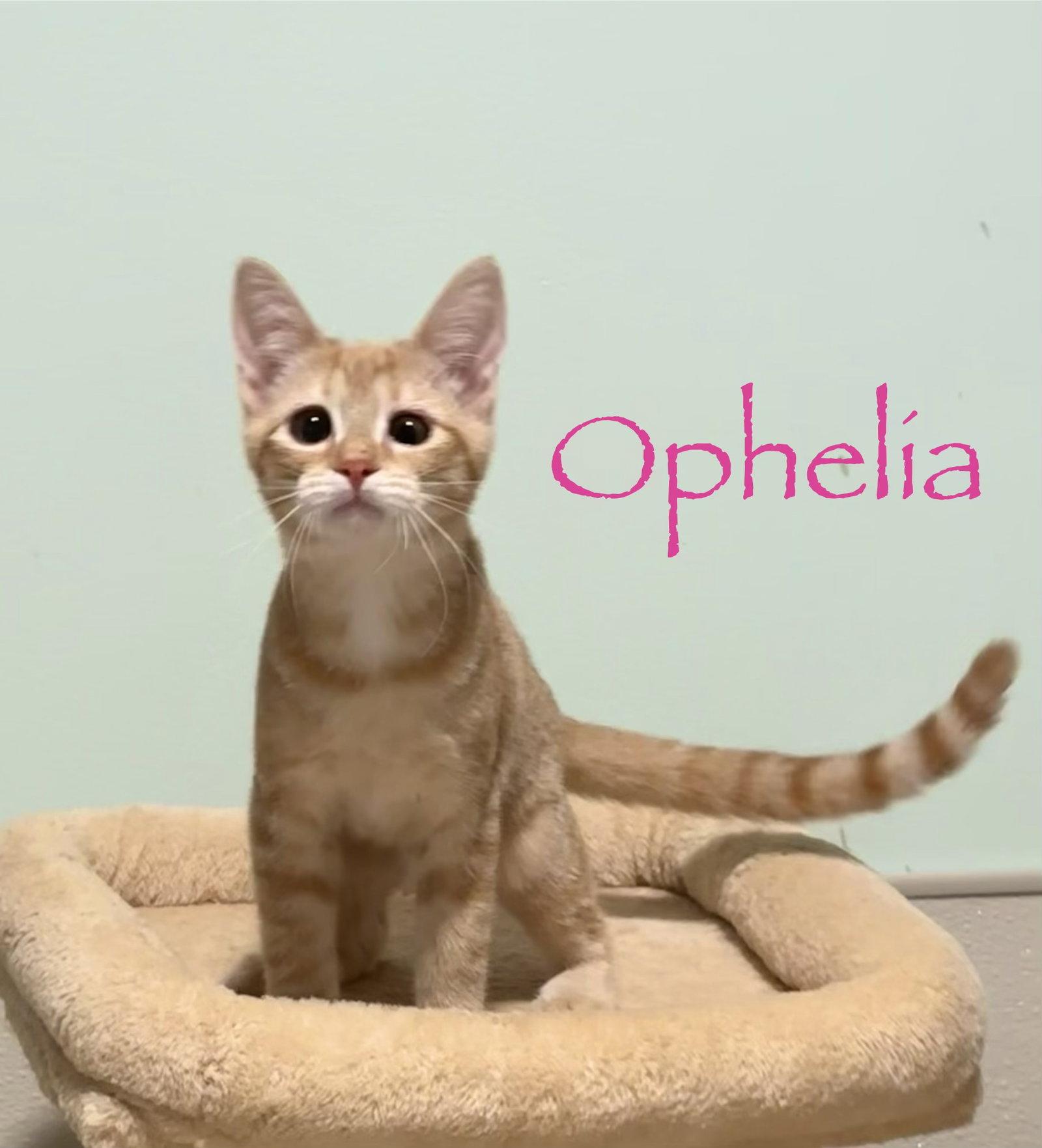 Enlarge Ophelia, a Adopted Domestic Short Hair in Longwood, FL image 3/3