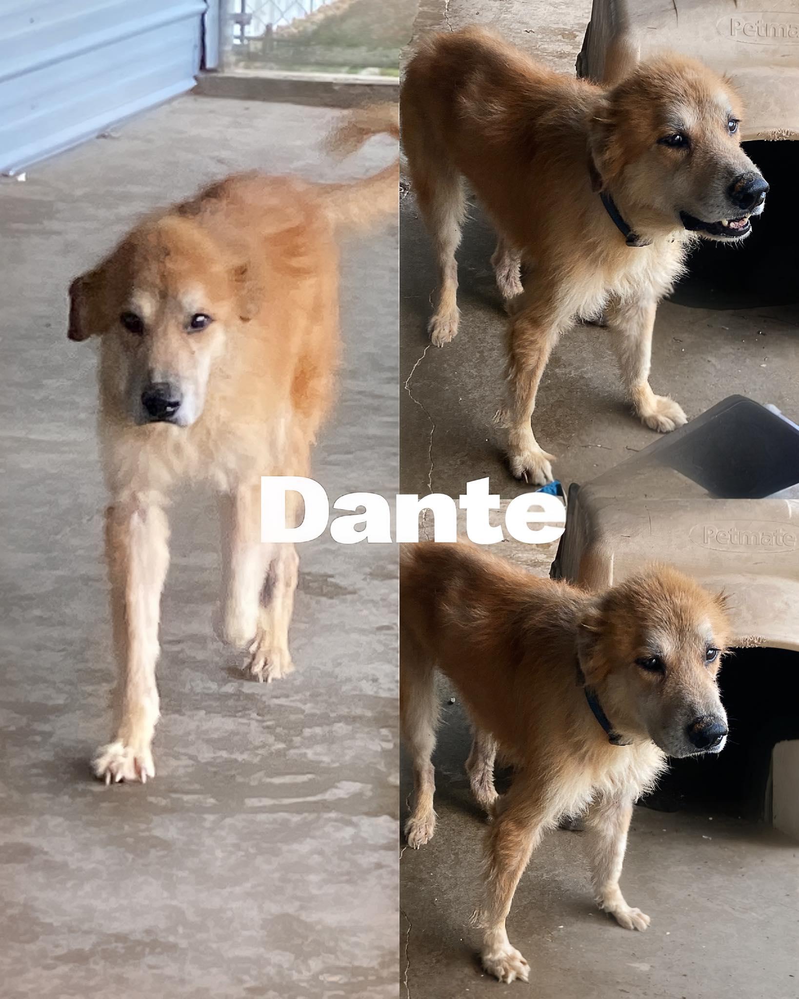 Dante