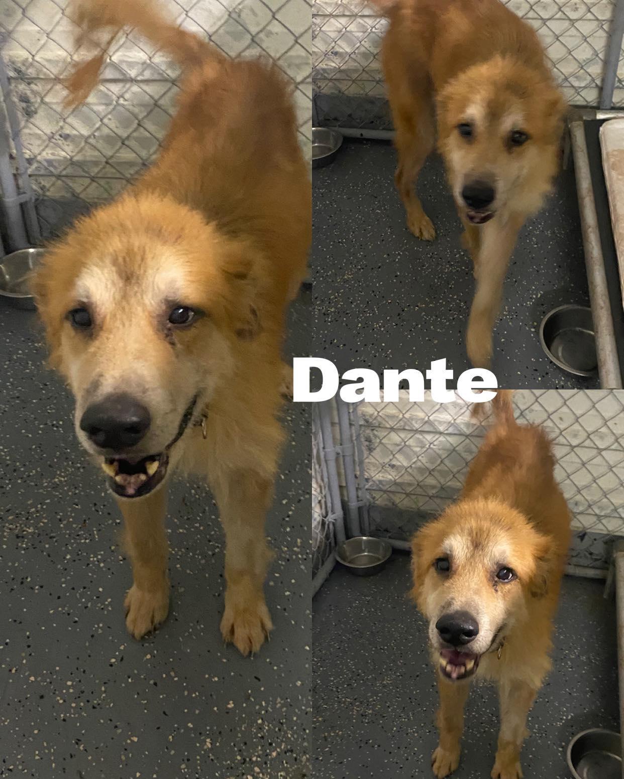 Dante